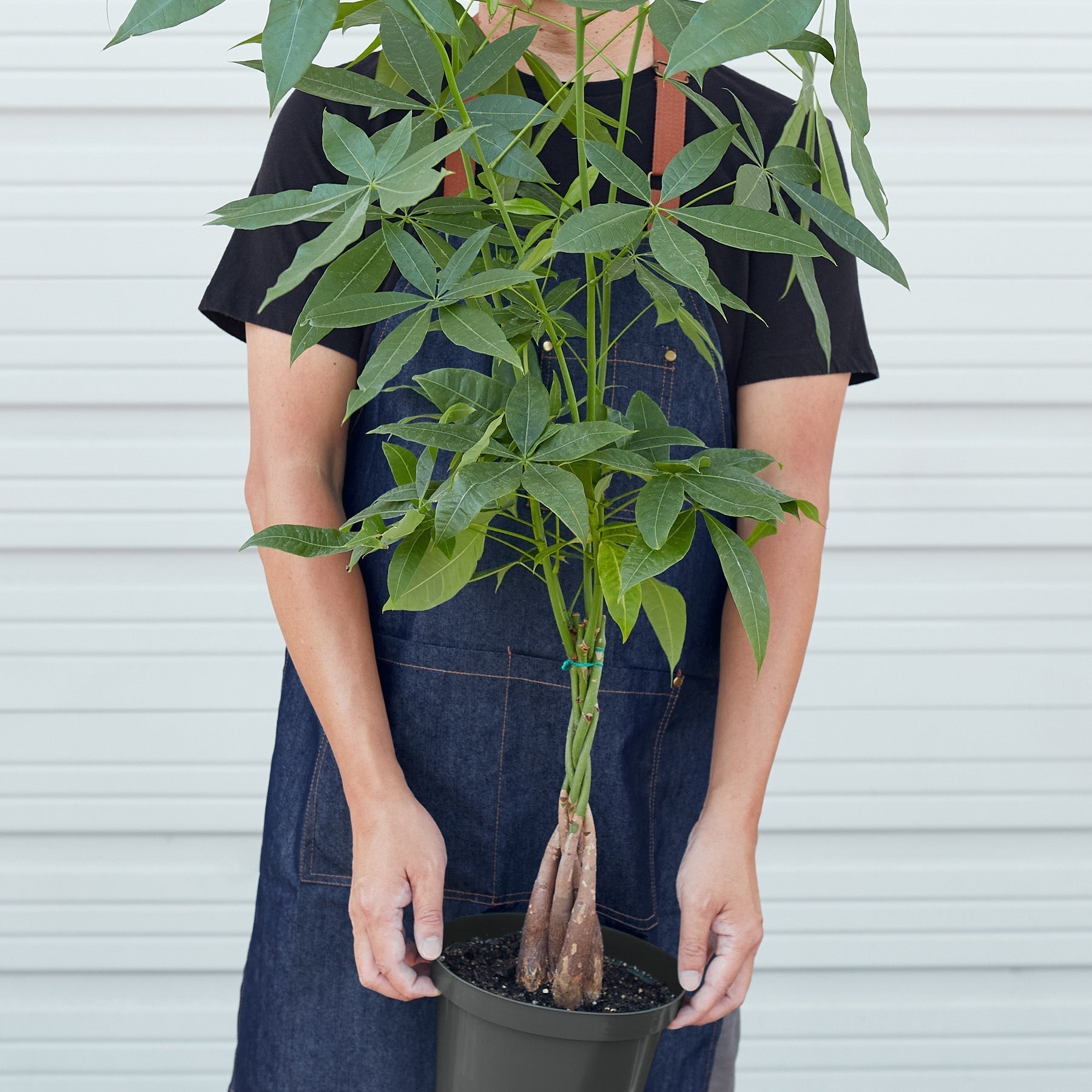 Money Tree 'Guiana Chestnut' Pachira Braid - photo 7