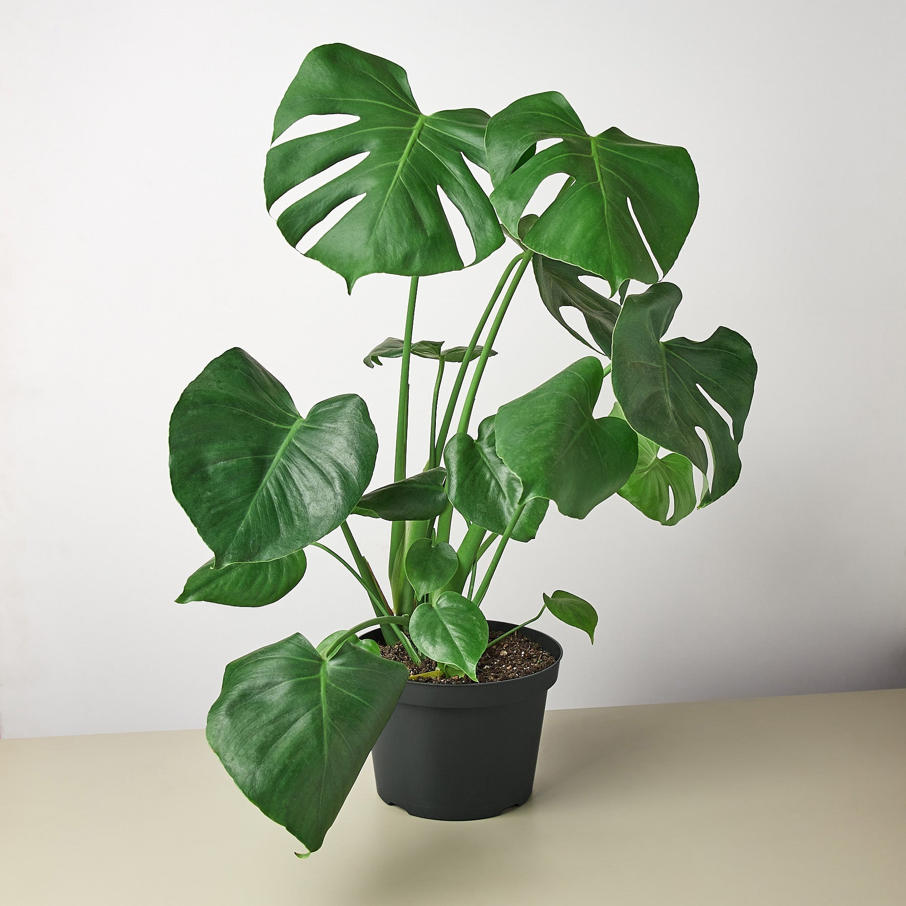 Monstera 'Split-Leaf' - photo 5