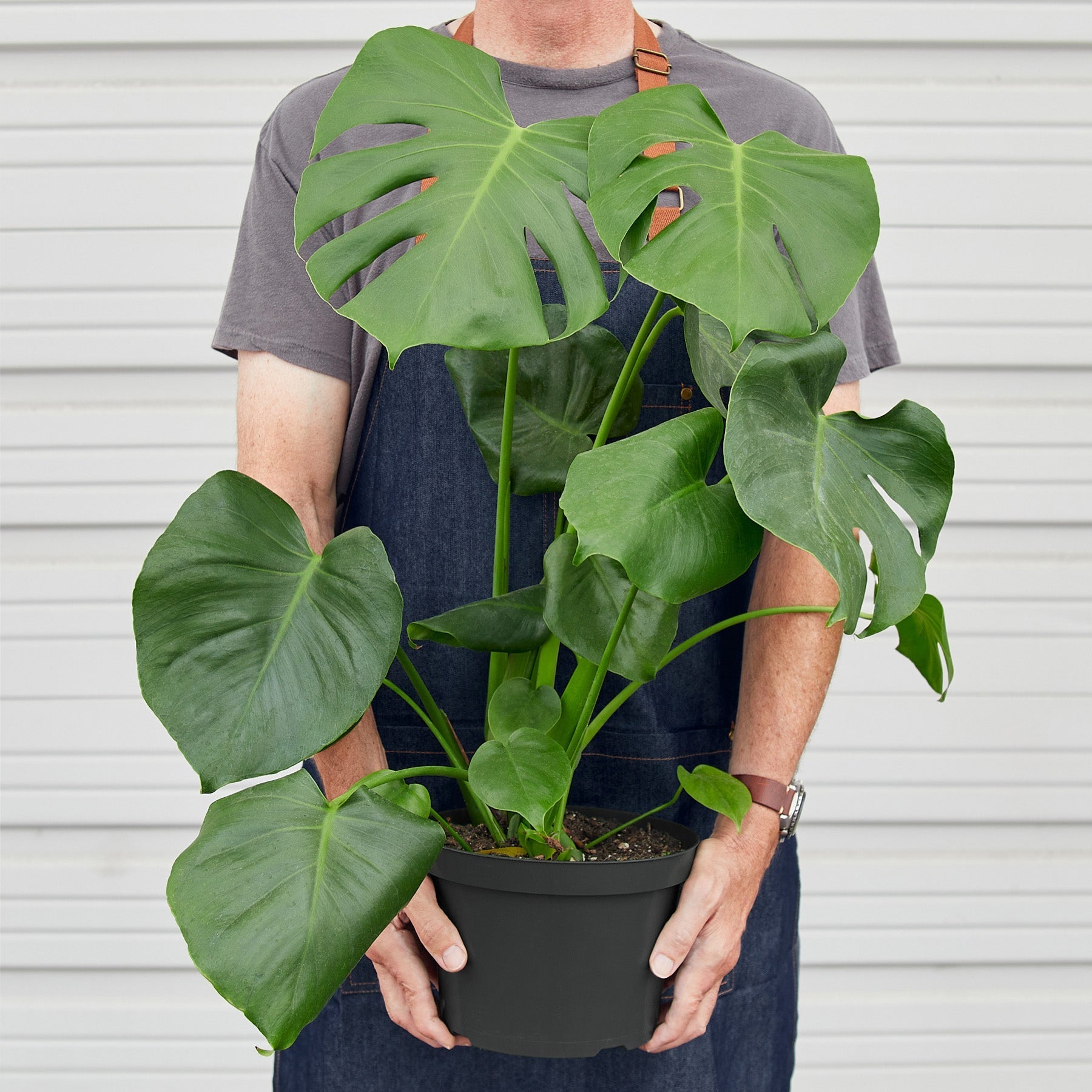 Monstera 'Split-Leaf' - photo 6