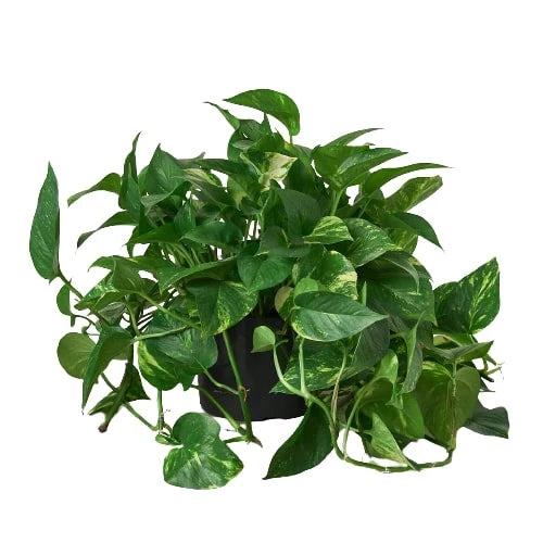 Pothos 'Golden' - photo 6