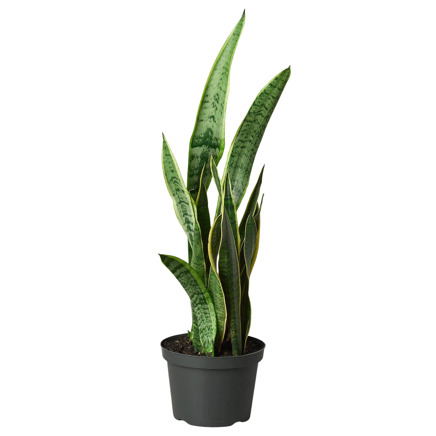 Snake Plant Laurentii - photo 6