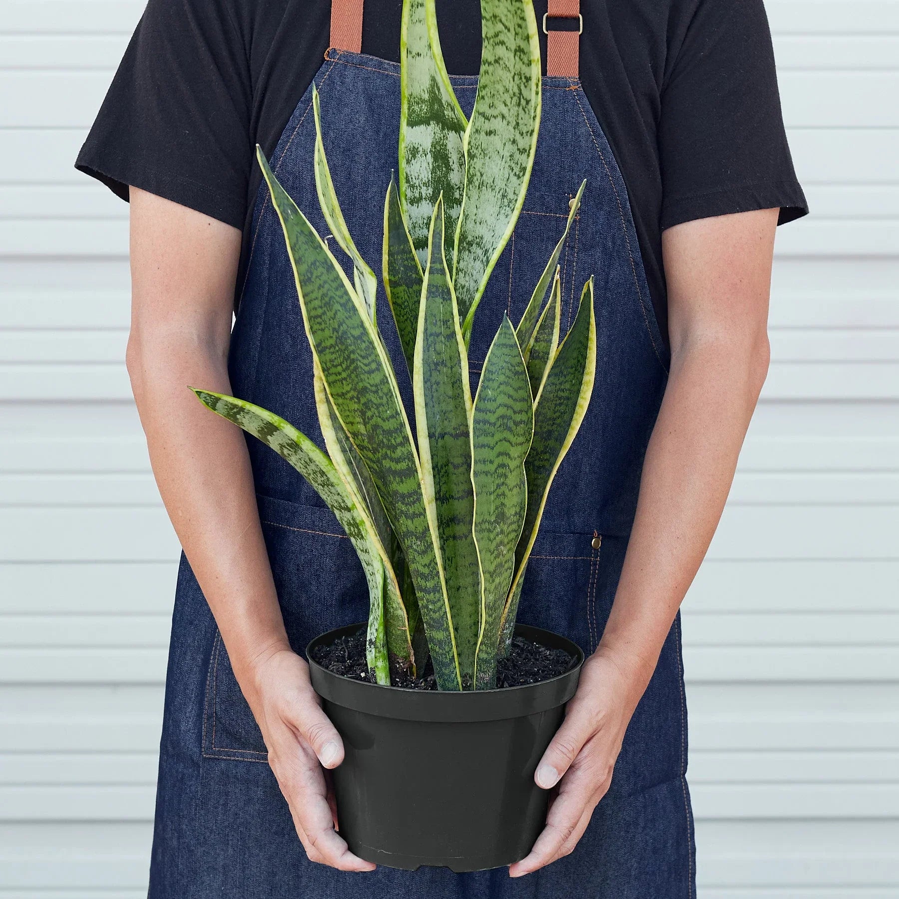 Snake Plant Laurentii - photo 7