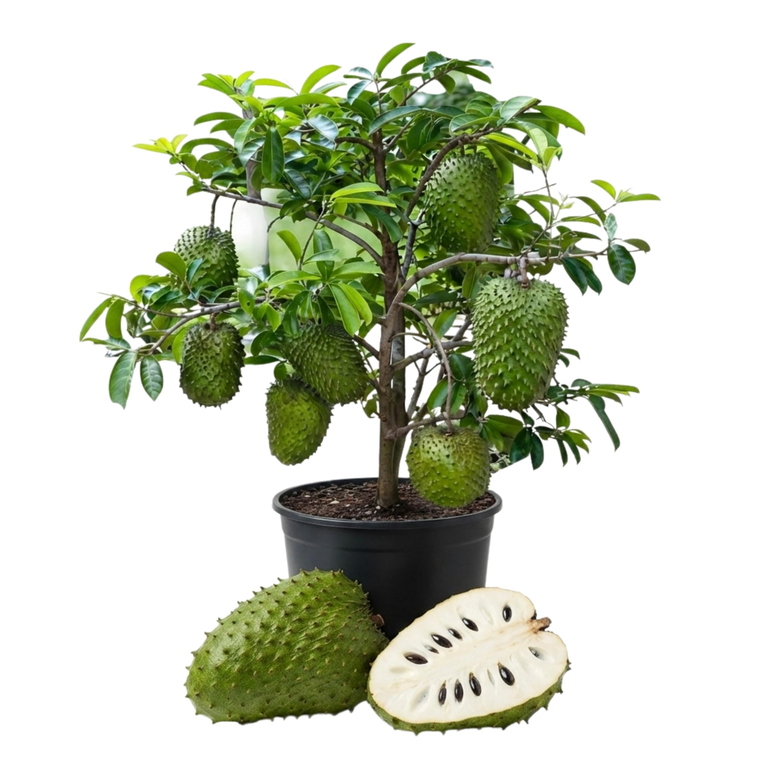 Soursop Tree Live Plant, 4 to 7 Inch Annona Muricata Guanabana | Tropical Guanabana Fruit Tree, USDA Zones 10 to 11, Full Sun, NO Pot