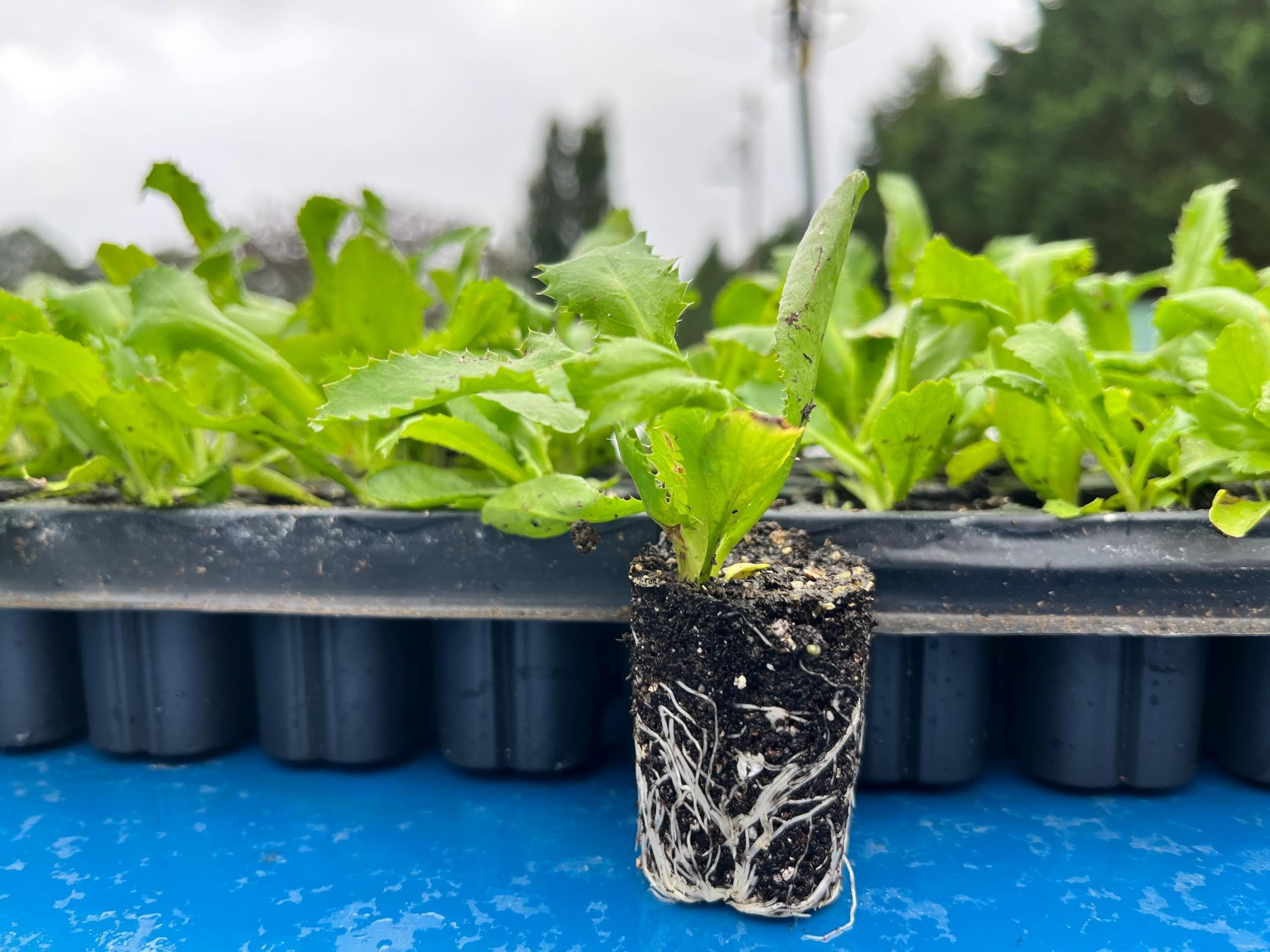 Culantro Starter Plant in 3 in Pot - Eryngium foetidum Recao Herb | Ships as one starter plant in a 3 in pot. Culantro (Mexican coriander), bold long-lasting cilantro flavor, heat-loving herb.