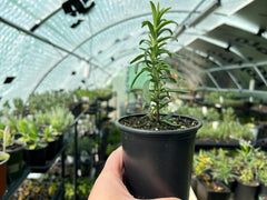 Rosemary Tuscan Blue Starter Plant - Upright Culinary Herb, 1 in Pot | Ships as one rooted starter in a 1 in plug pot. Tuscan Blue rosemary, upright aromatic culinary herb. Zones 7-10.