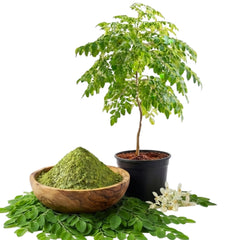 Set of 2 Moringa Tree Live Plants, 10-12 in, Jiffy Pellet | Fast Growing Edible Superfood Tree, USDA Zones 9 to 11, Full Sun, Jiffy Pellet