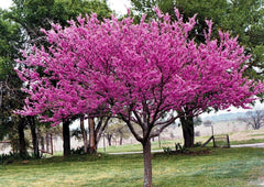 Eastern Redbud Tree Live Plant in 4 in Pot, 6-12 in - Cercis Canadensis | Ships as a live starter tree about 6-12 in tall in a 4 in pot. Rosy-pink spring blooms. Hardy in USDA zones 4-9.