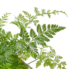 Rabbit's Foot Fern - photo 2