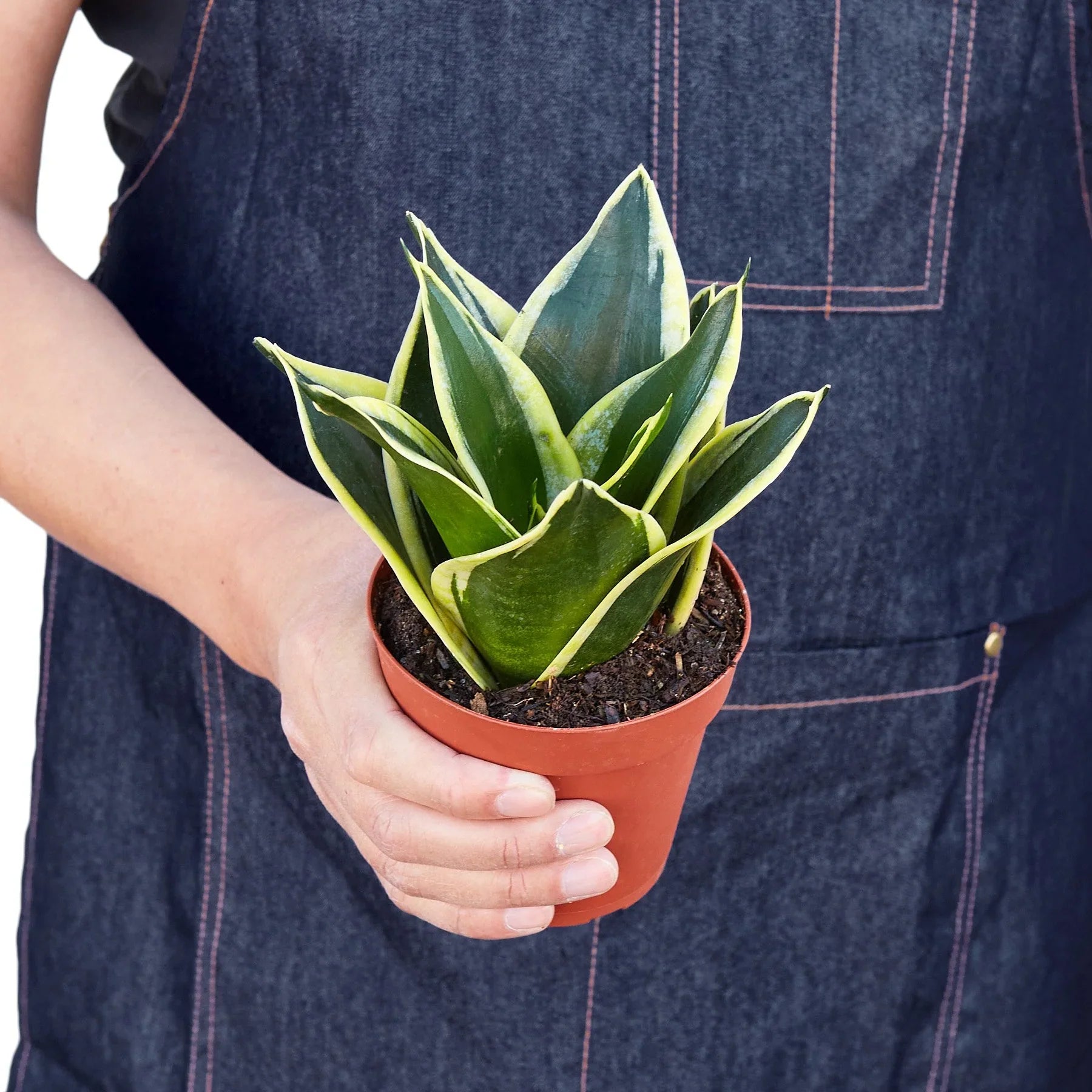 Snake Plant Black Gold - photo 3