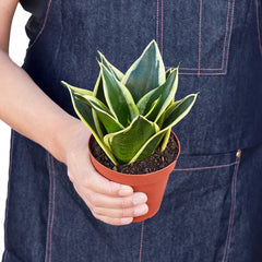Snake Plant Black Gold - photo 3