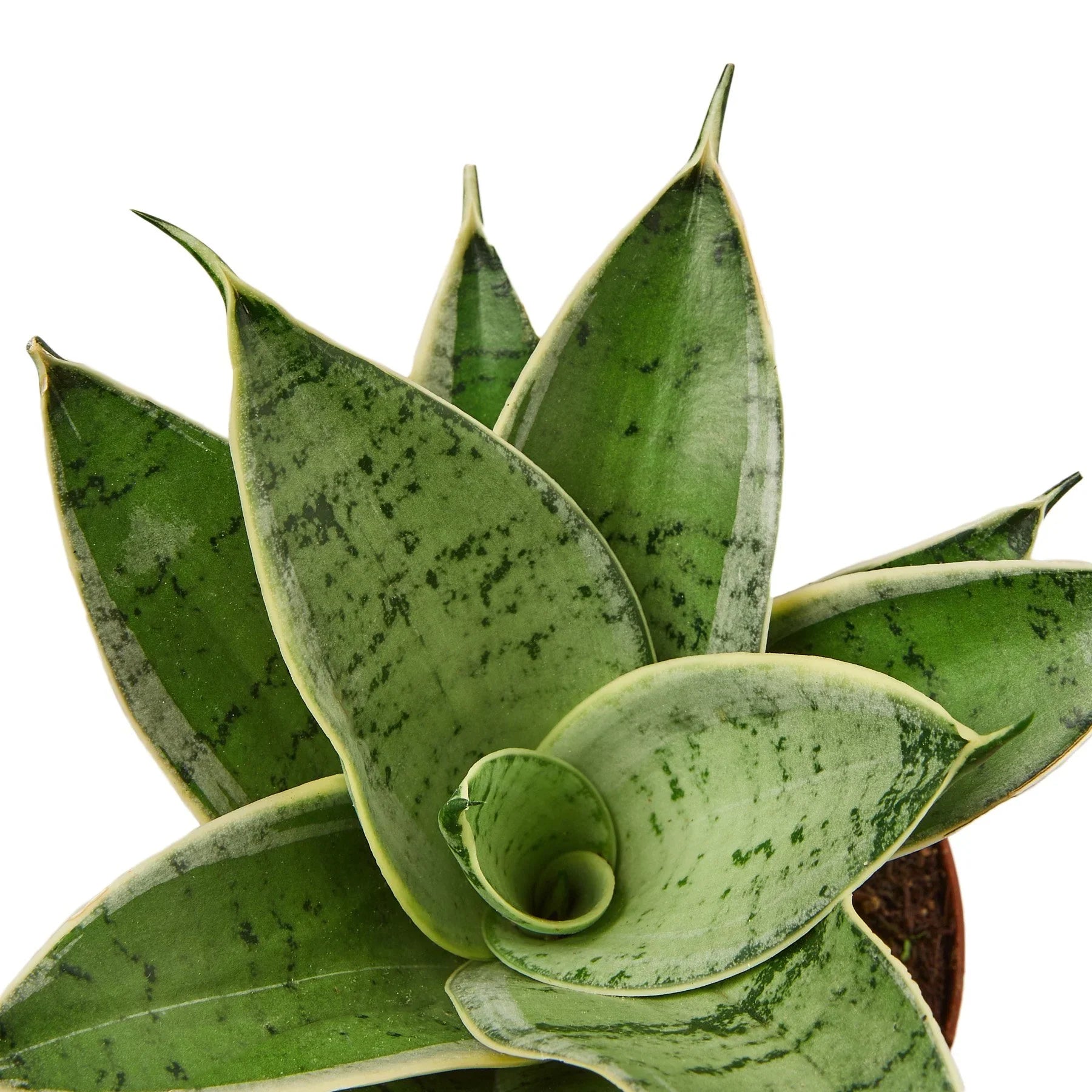 Snake Plant Starlight - photo 2