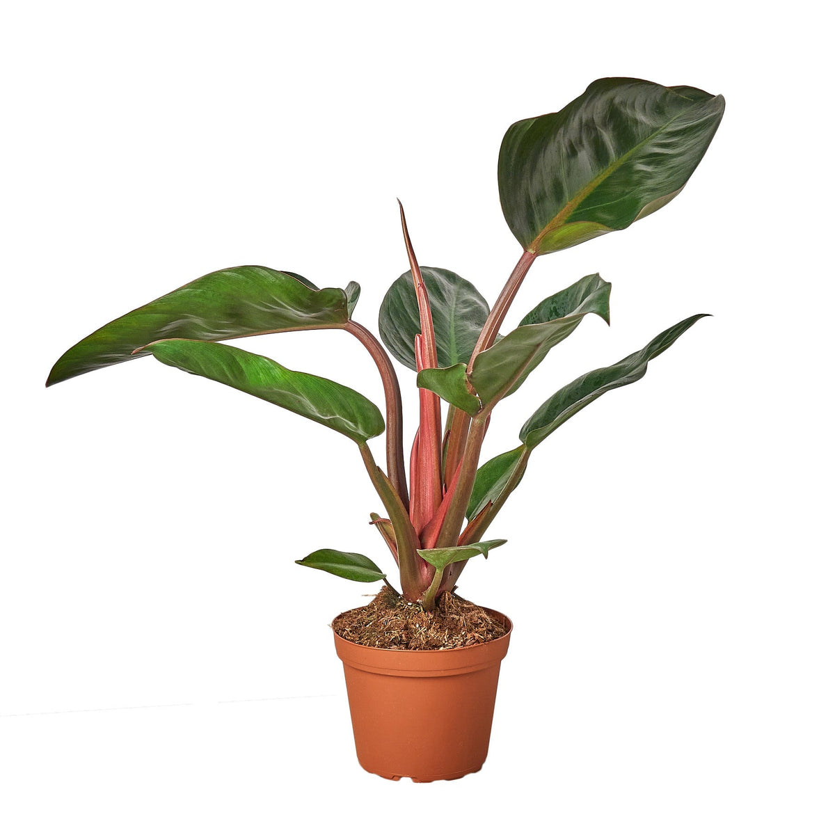 Philodendron 'Congo Rojo' live houseplant