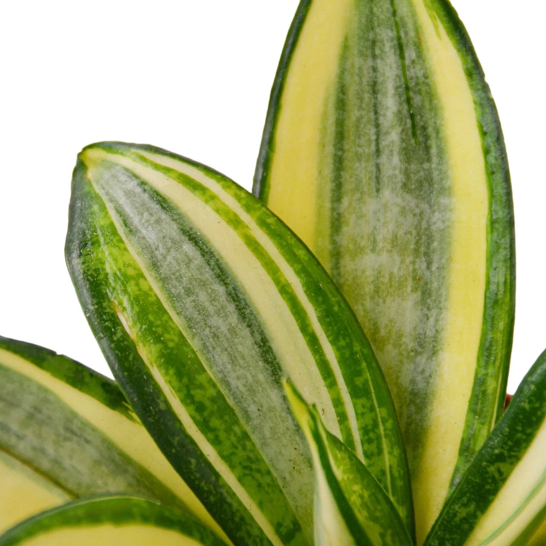 Snake Plant Gold Hahnii - photo 2