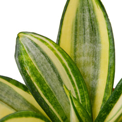 Snake Plant Gold Hahnii - photo 2
