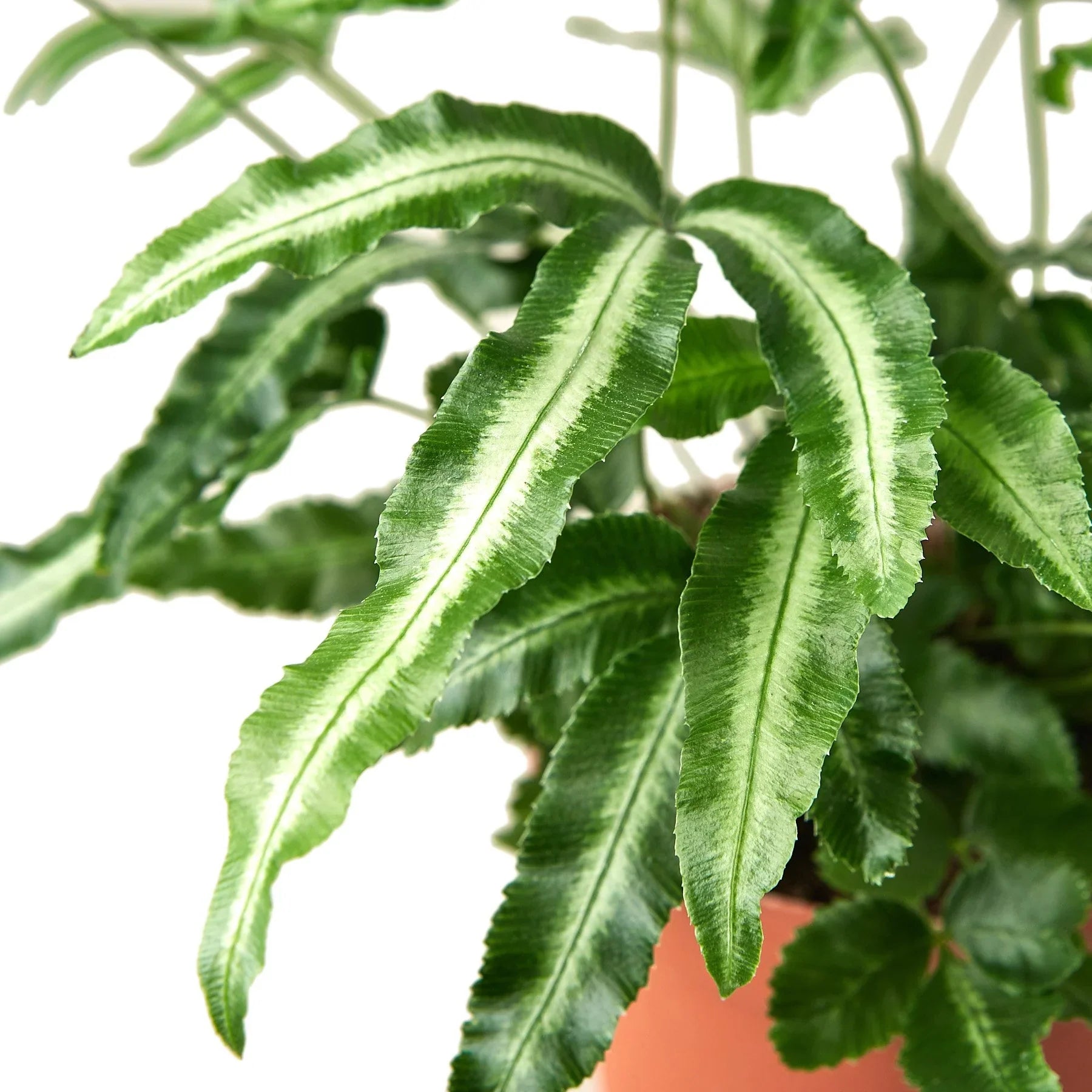 Pteris Cretica 'Albo Fern' - photo 2