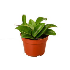 Hoya Carnosa live houseplant