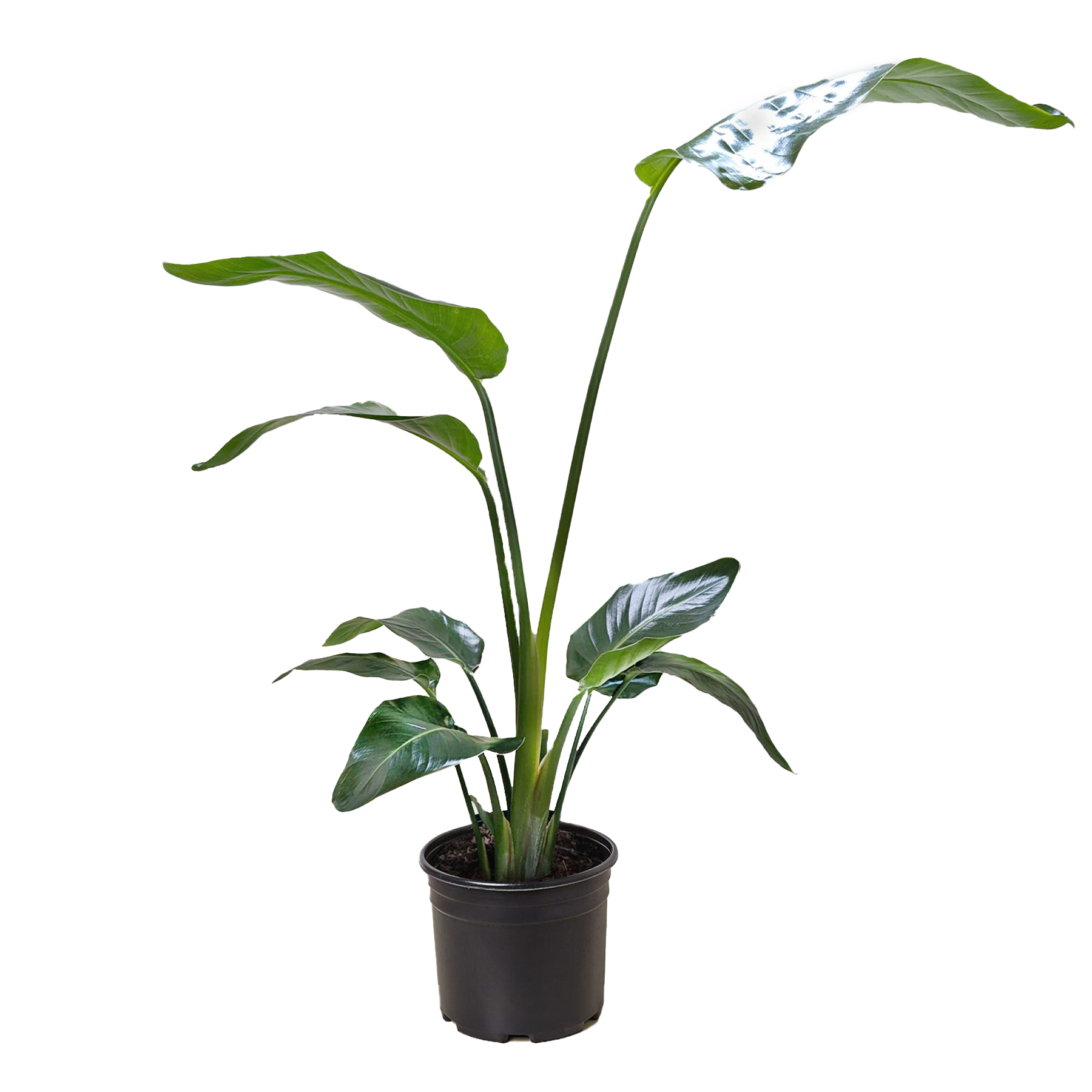 White Bird of Paradise 'Strelitzia Nicolai' - photo 4