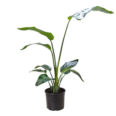 White Bird of Paradise 'Strelitzia Nicolai' - photo 4