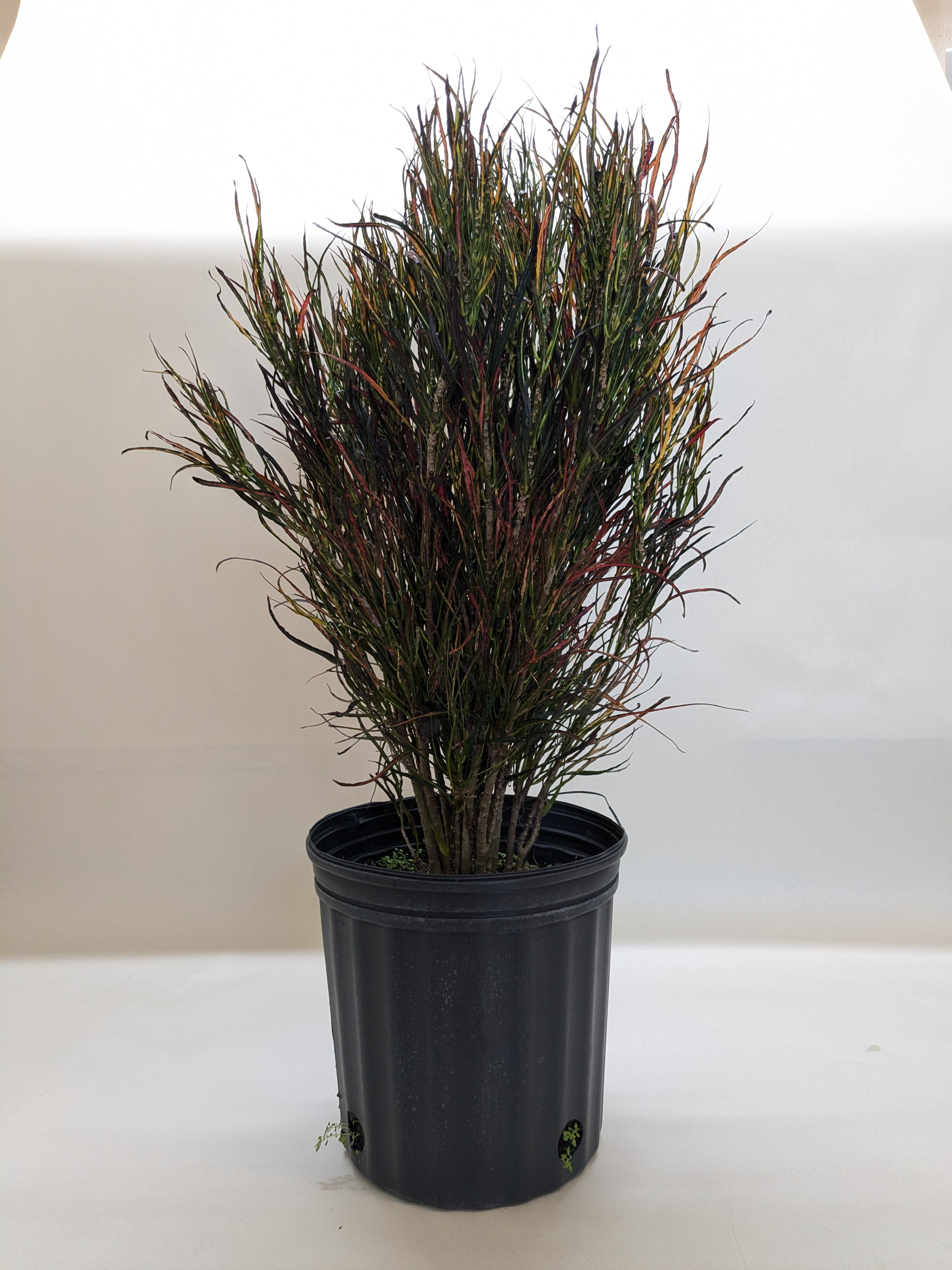 Croton 'Picasso' - photo 5