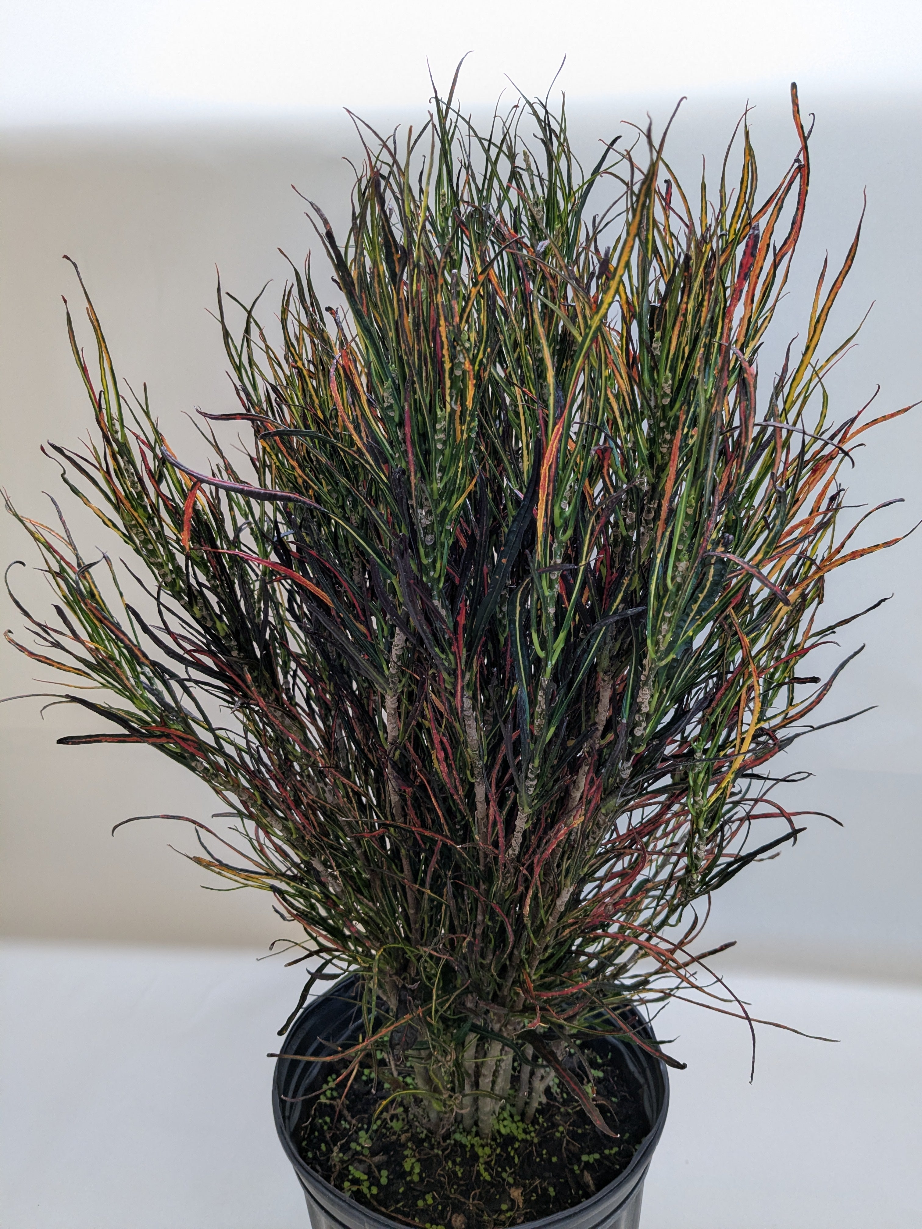 Croton 'Picasso' - photo 6
