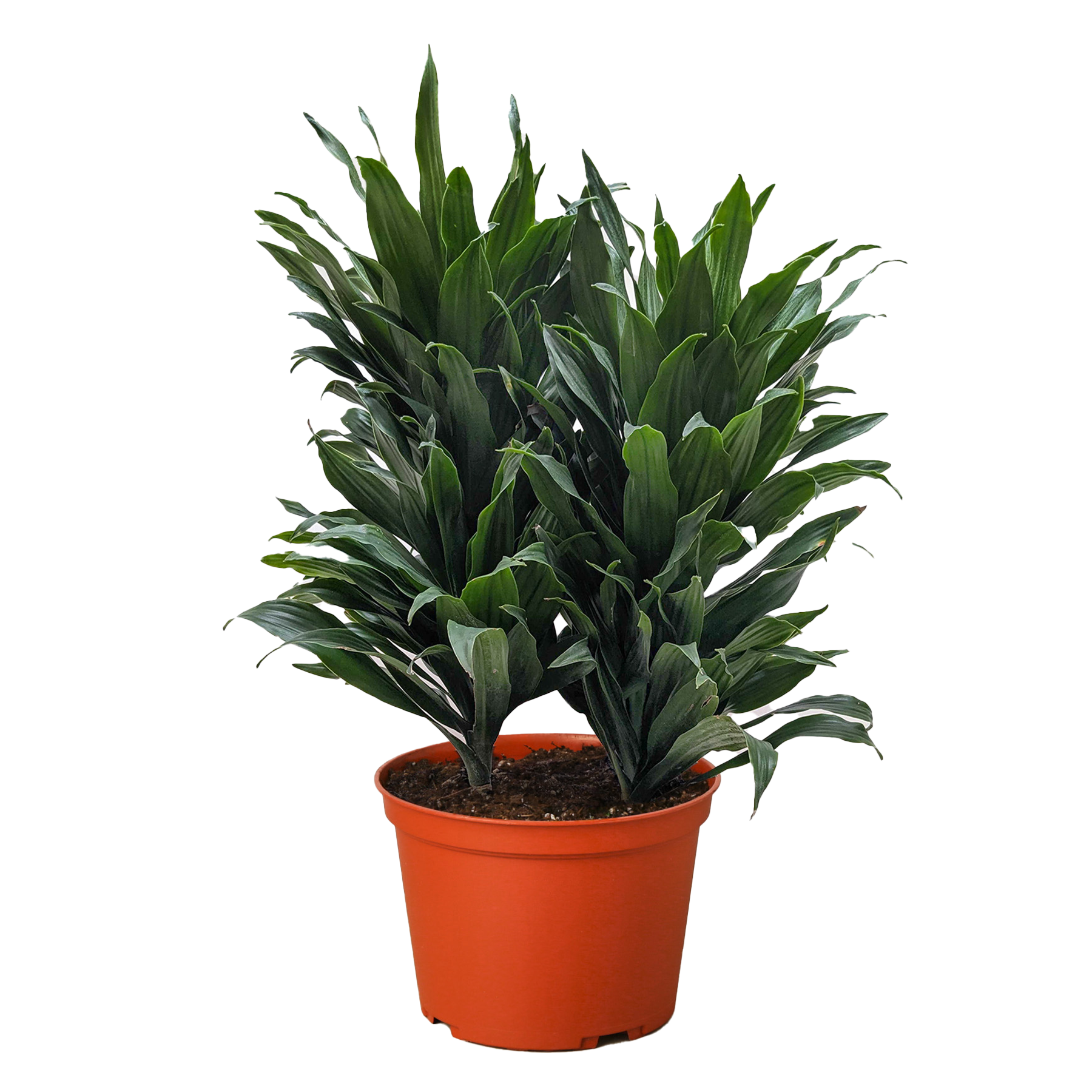 Dracaena 'Janet Craig' - photo 6