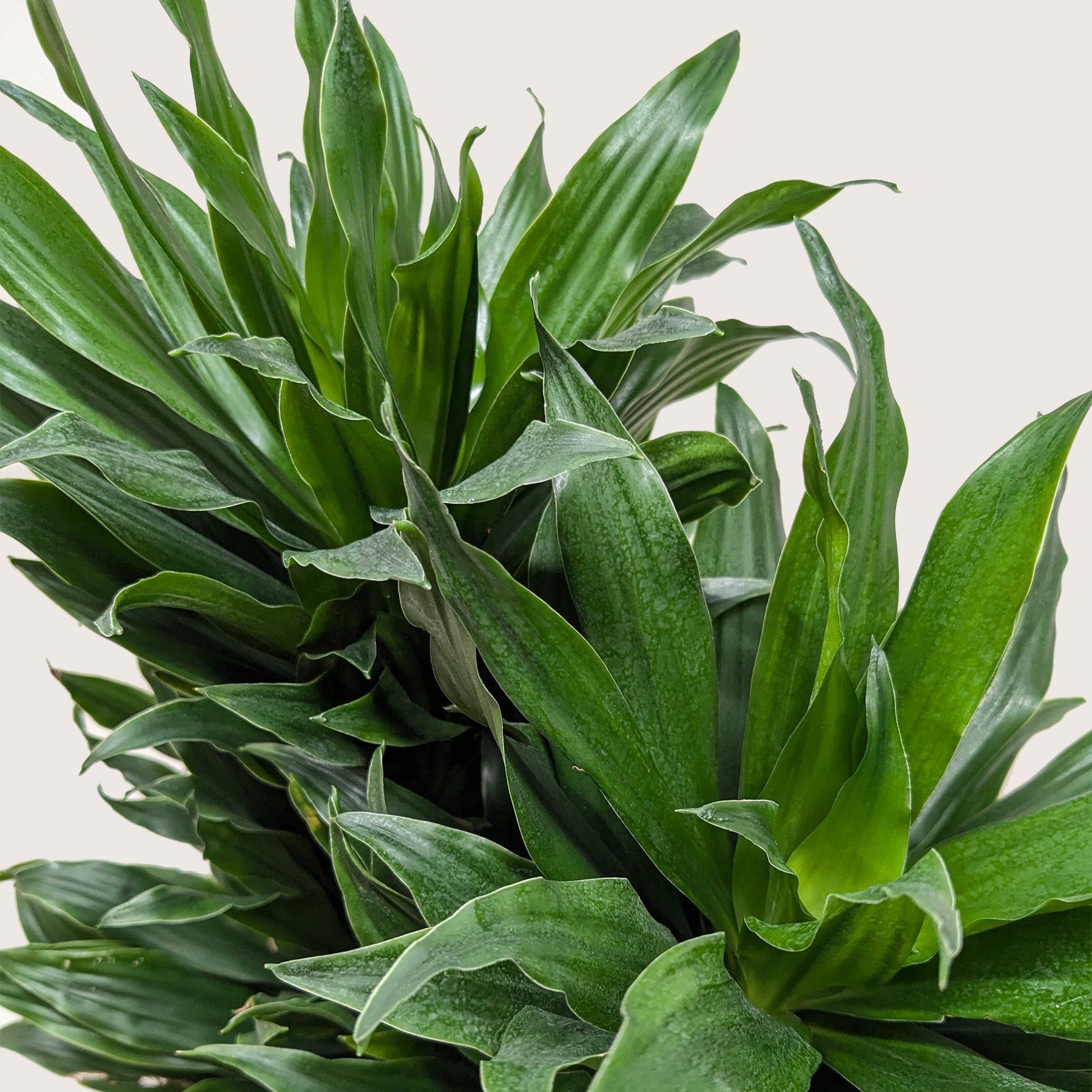 Dracaena 'Janet Craig' - photo 7