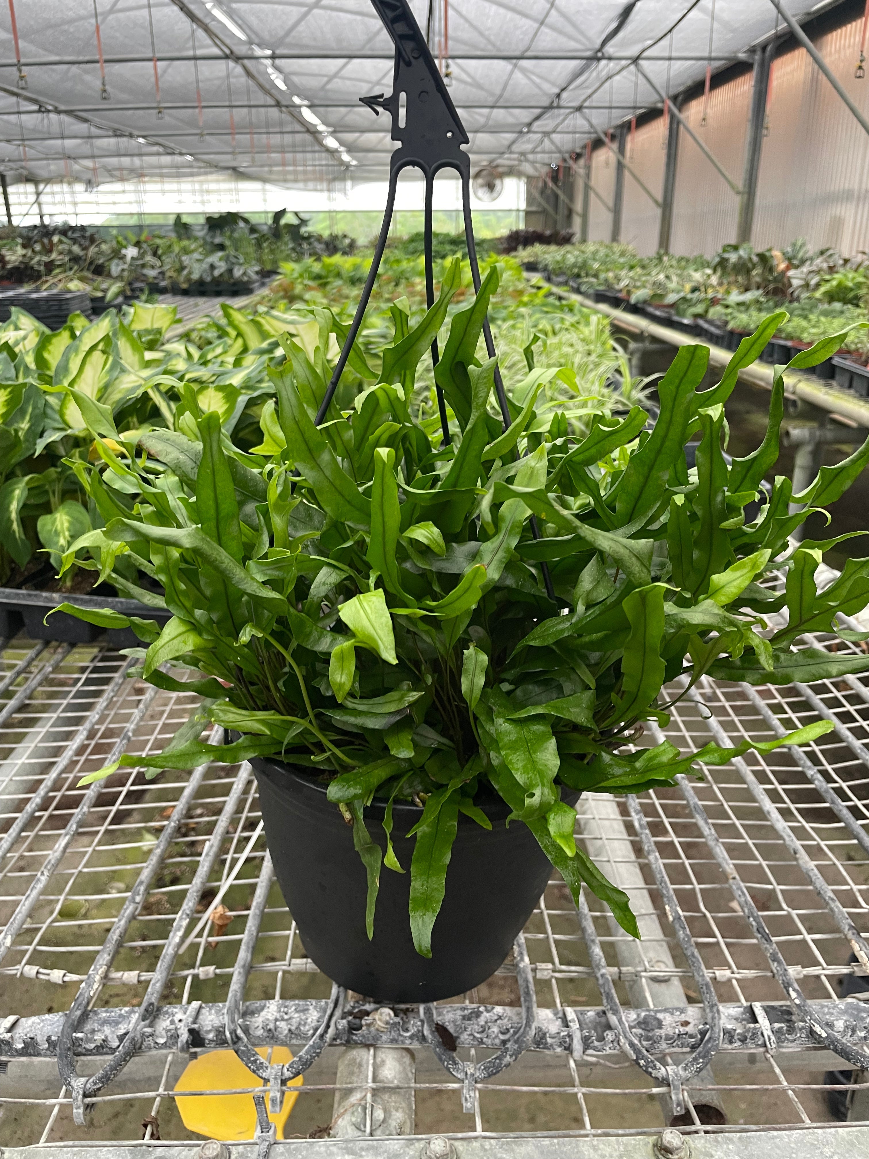 Fern 'Kangaroo Paw' - photo 5