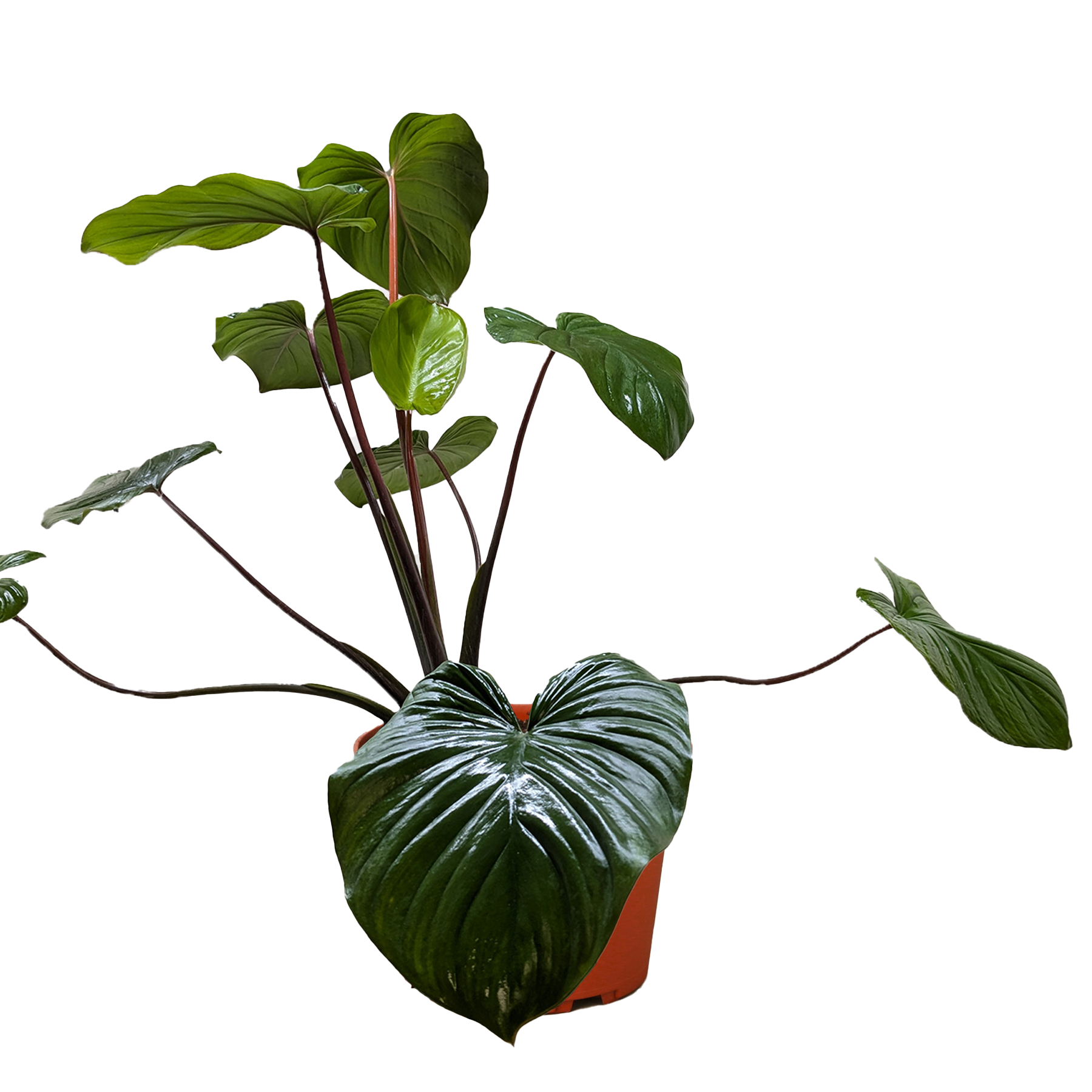 Homalomena 'Emerald Gem' - photo 4