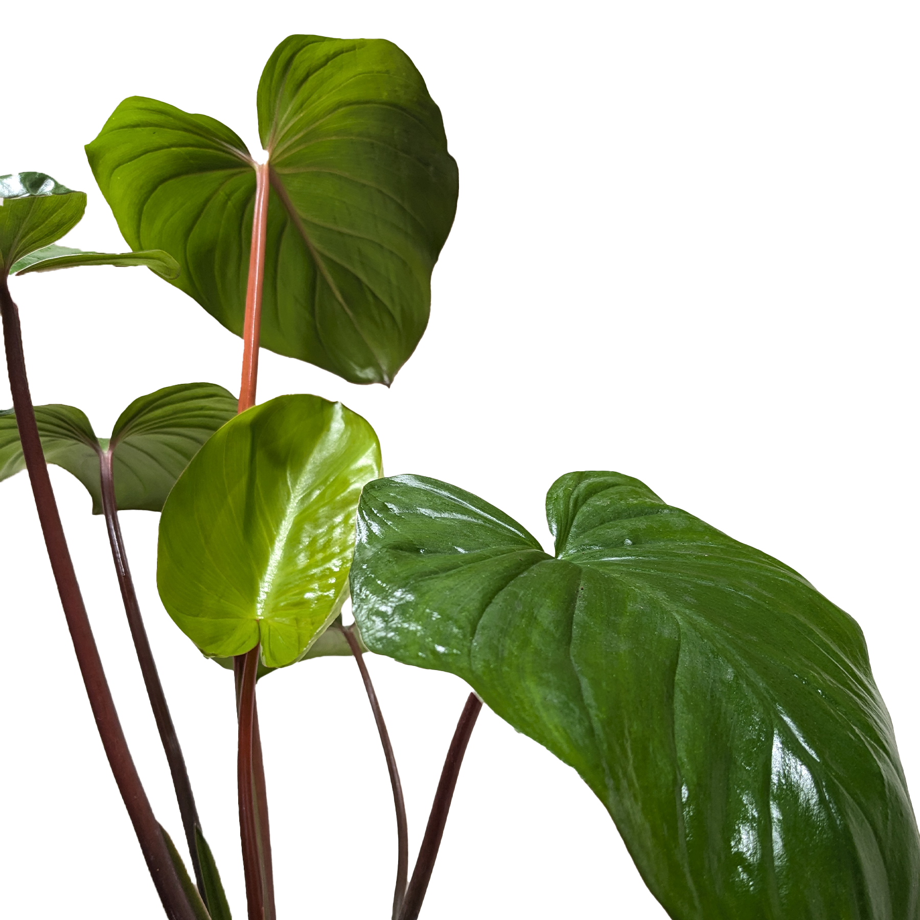 Homalomena 'Emerald Gem' - photo 5