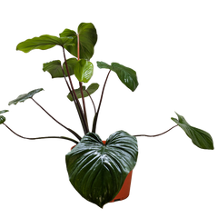 Homalomena 'Emerald Gem' - photo 4