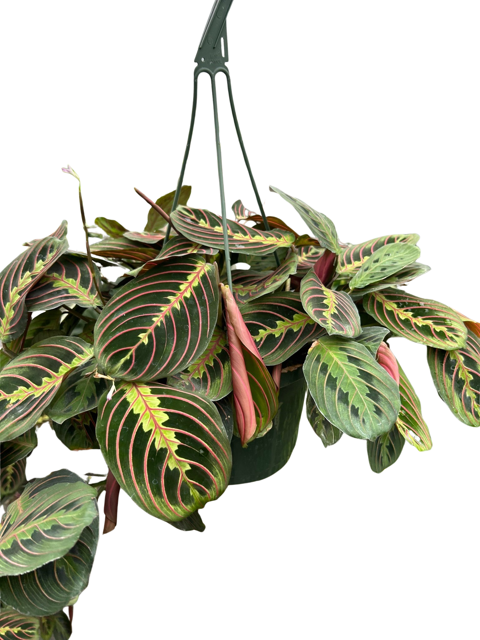 Maranta Red Prayer - photo 7