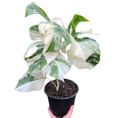 Monstera 'Albo Borsigiana Variegated'