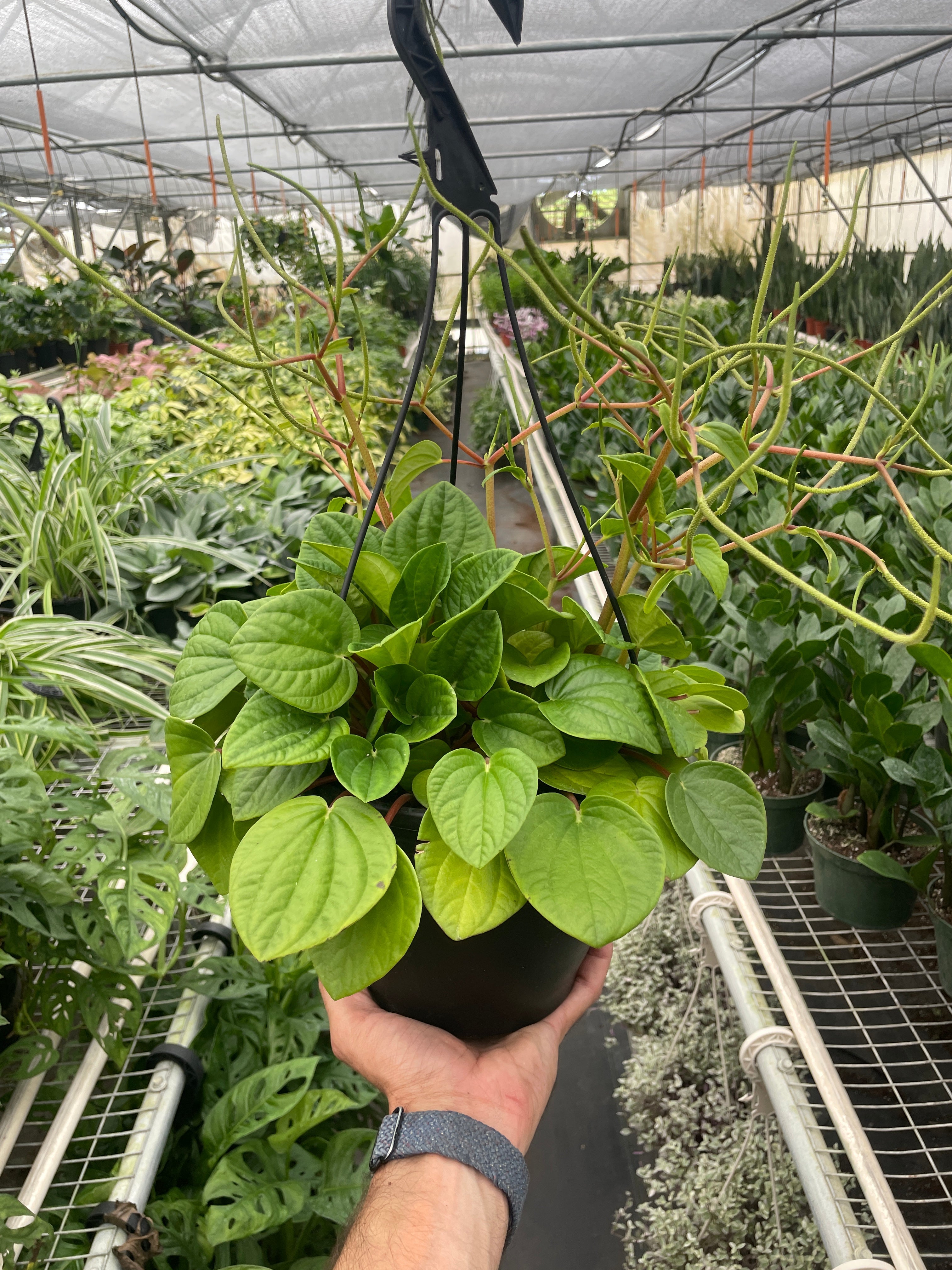 Peperomia 'Rana Verde' - photo 6