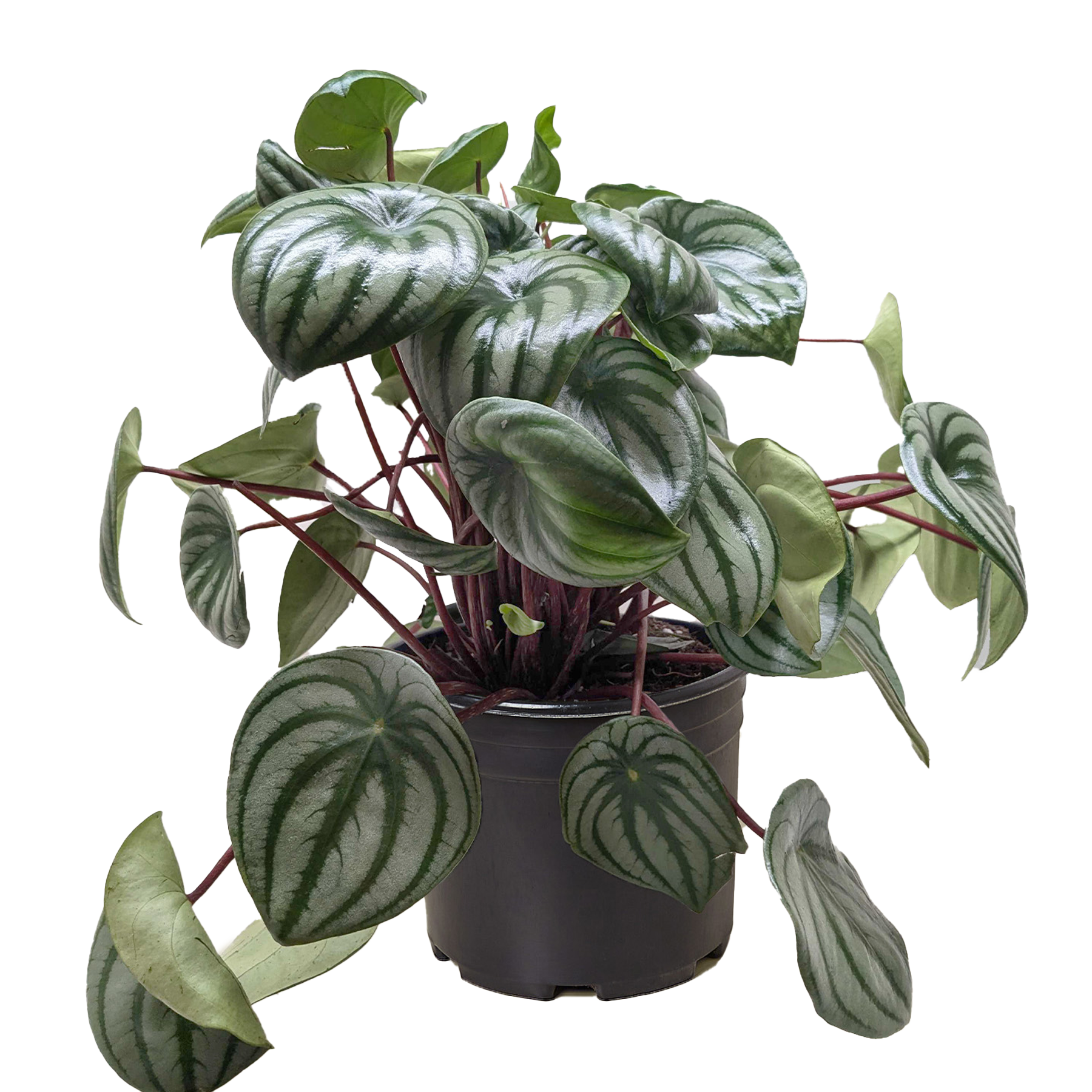 Peperomia Watermelon - photo 5