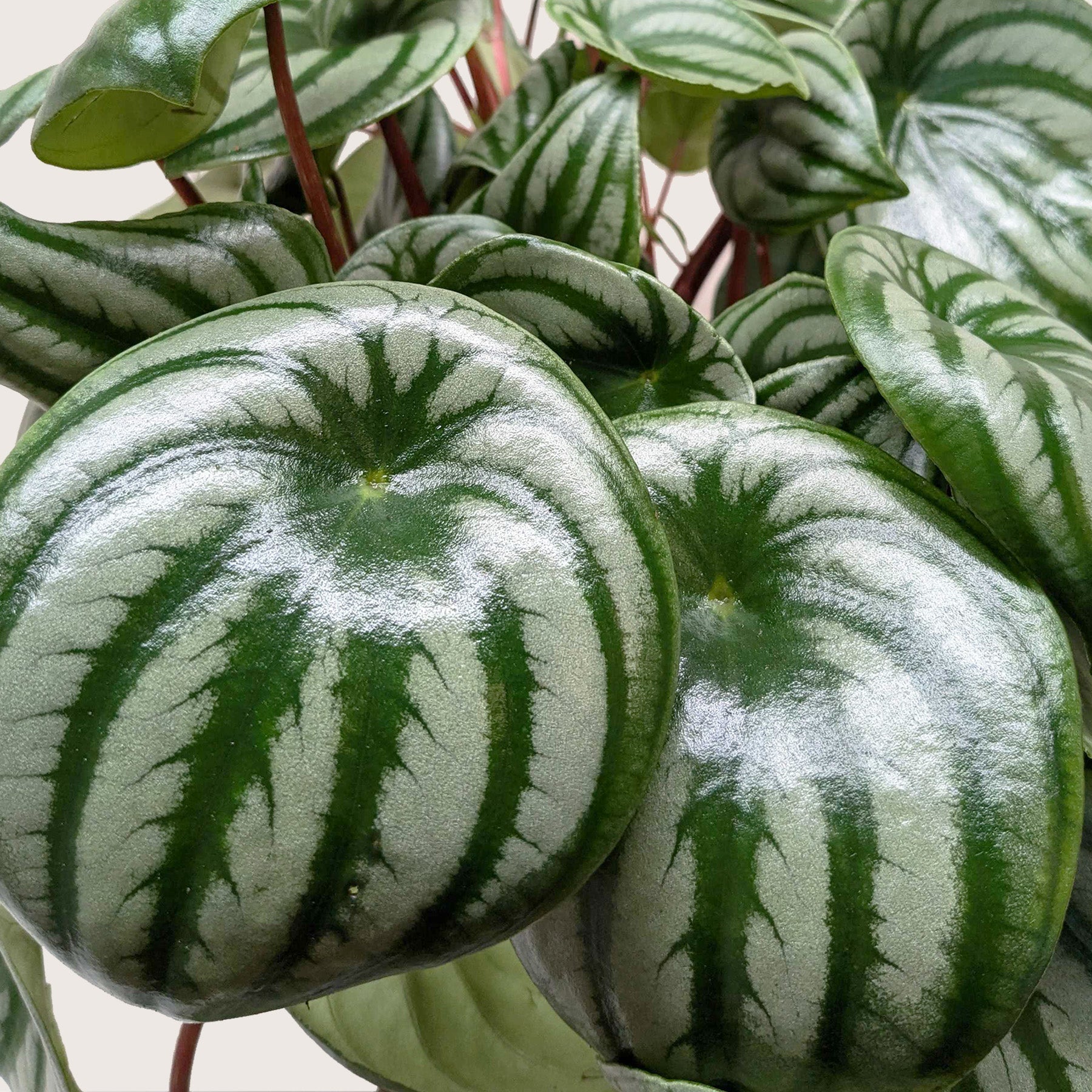 Peperomia Watermelon - photo 6