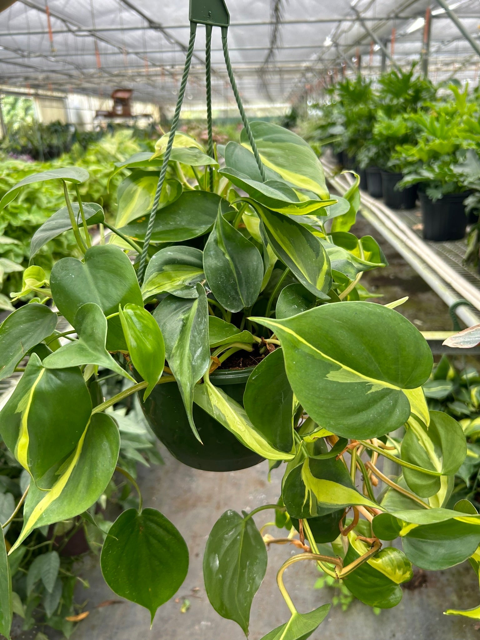 Philodendron 'Brasil' - photo 5