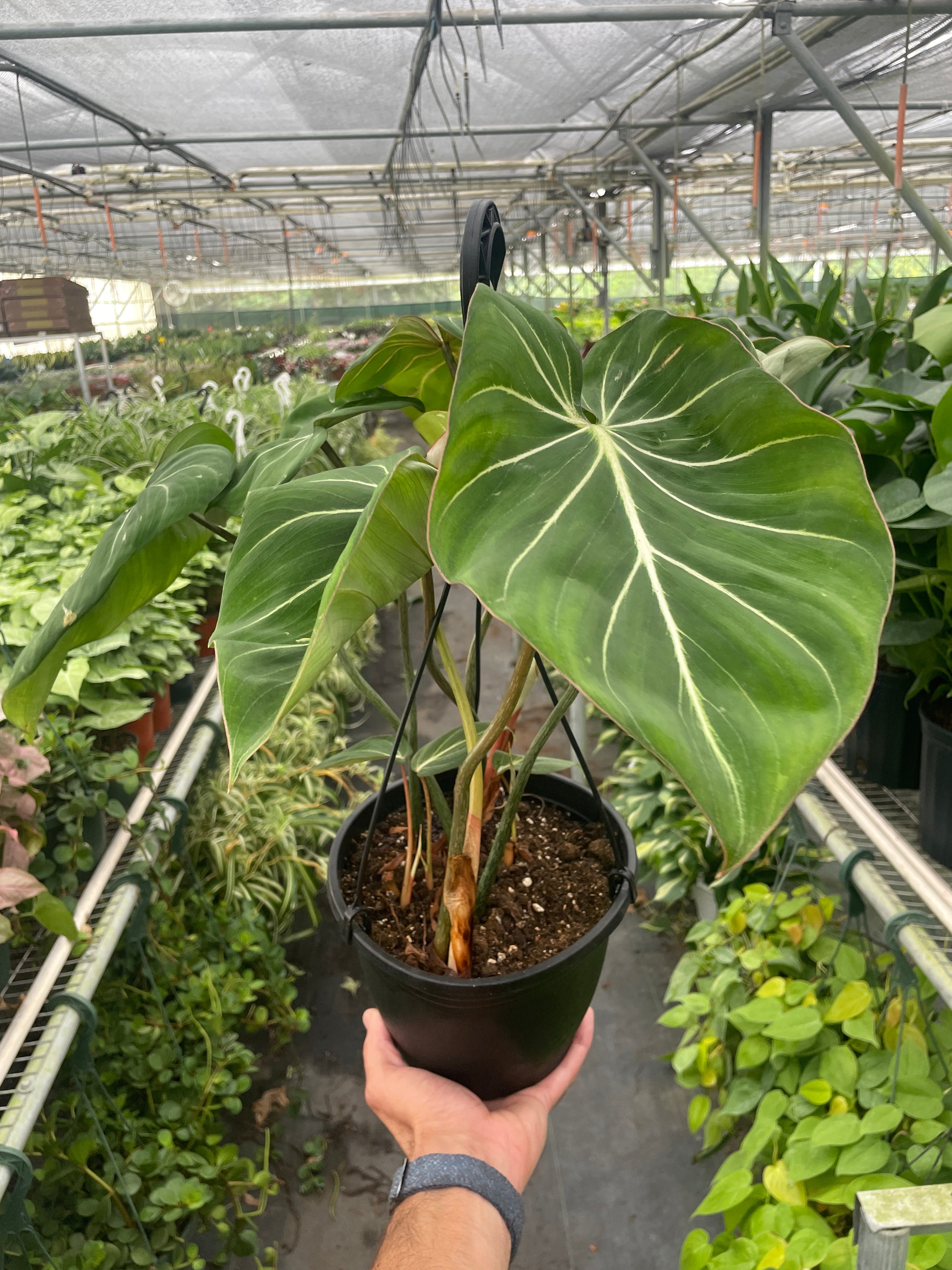 Philodendron Gloriosum - photo 6