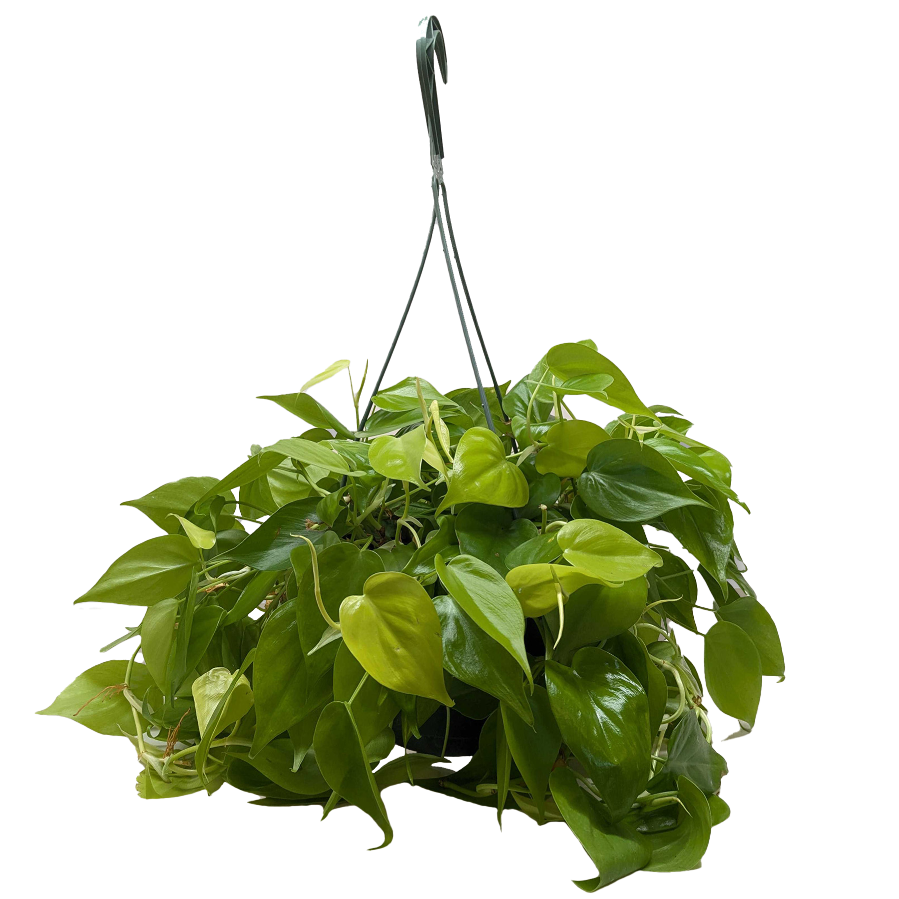 Philodendron 'Neon' - photo 6