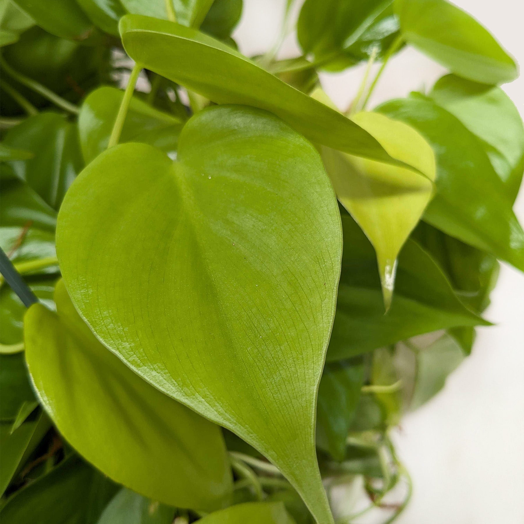 Philodendron 'Neon' - photo 5
