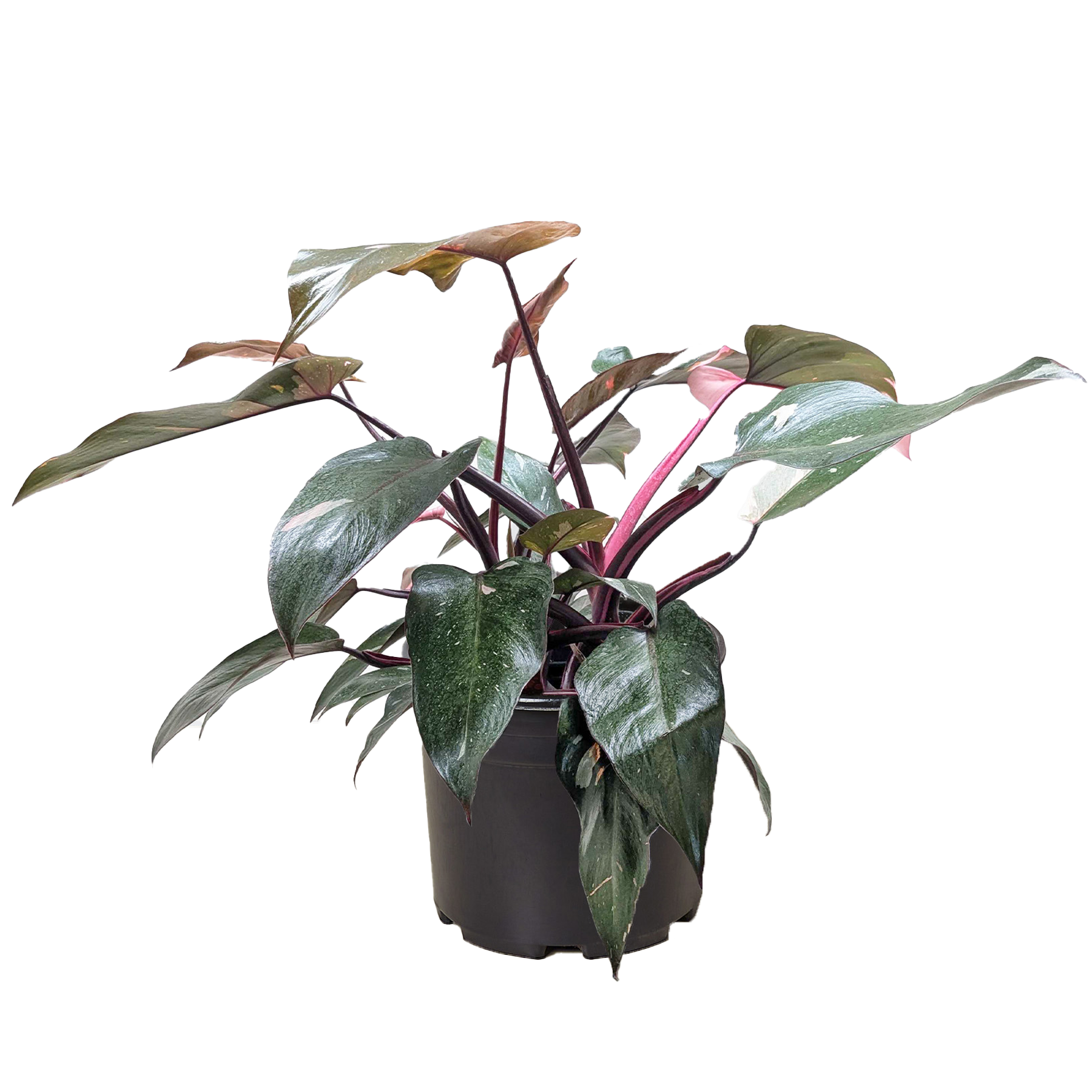 Philodendron 'Pink Princess' - photo 6