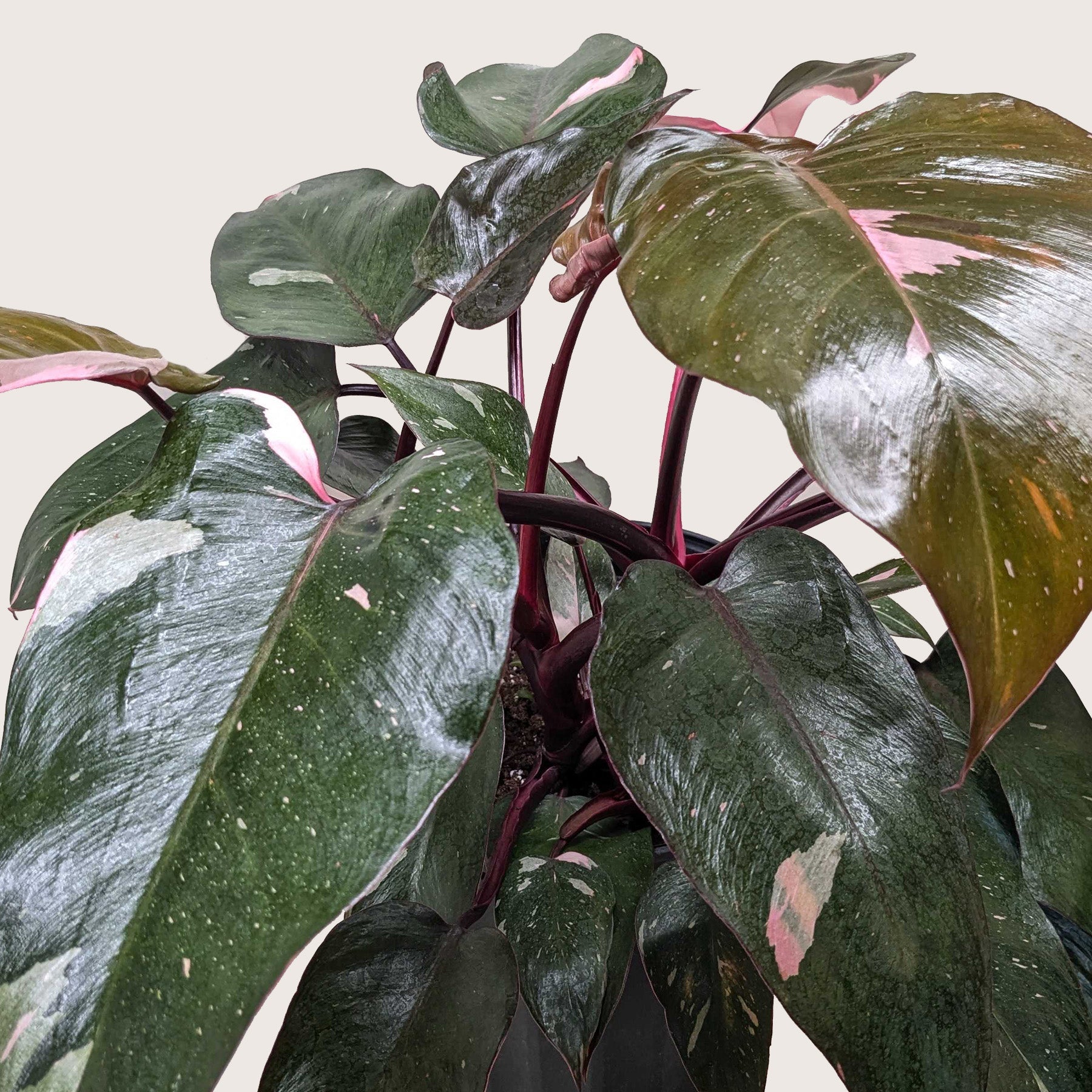 Philodendron 'Pink Princess' - photo 7