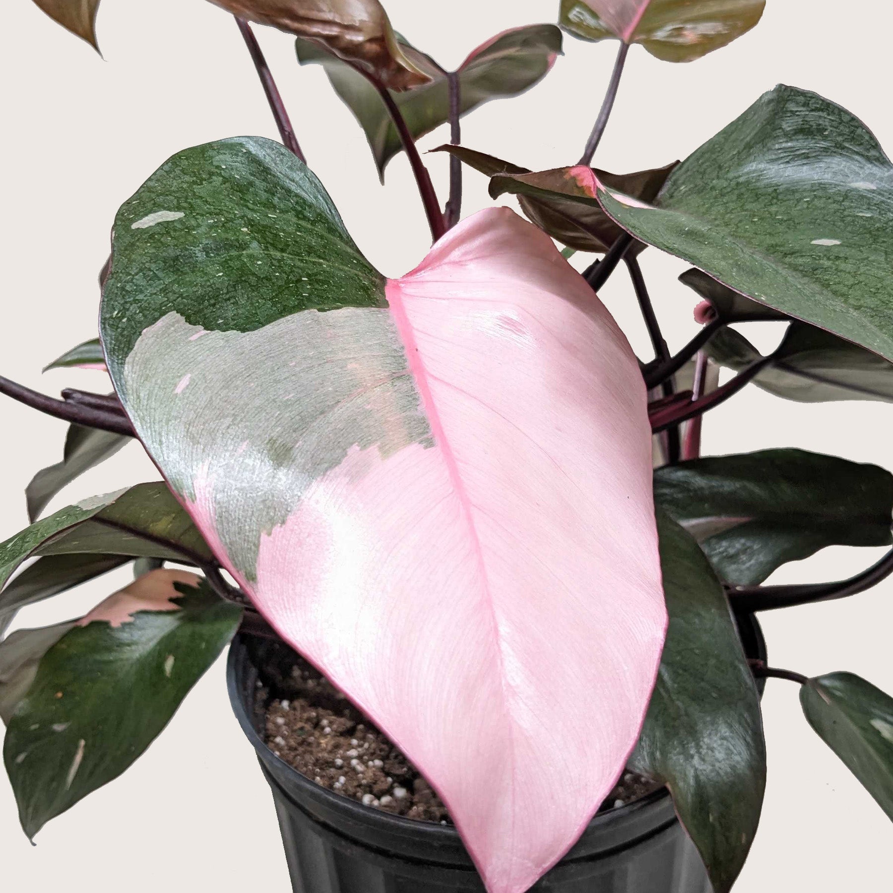 Philodendron 'Pink Princess' - photo 8