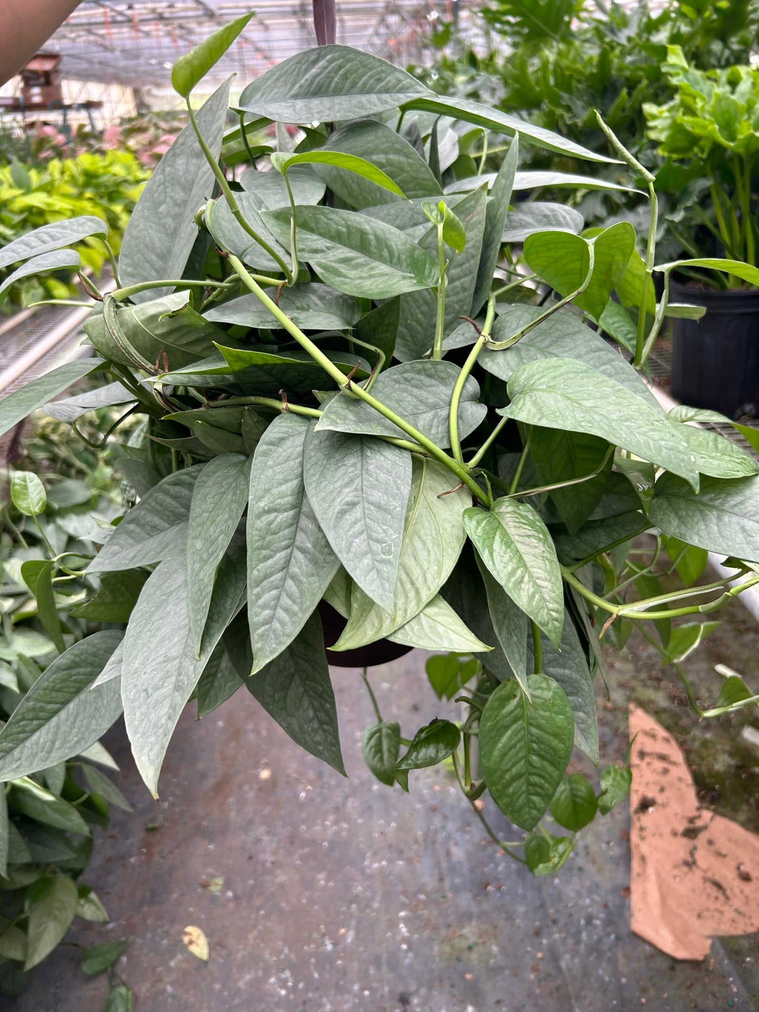 Pothos 'Cebu Blue' - photo 5