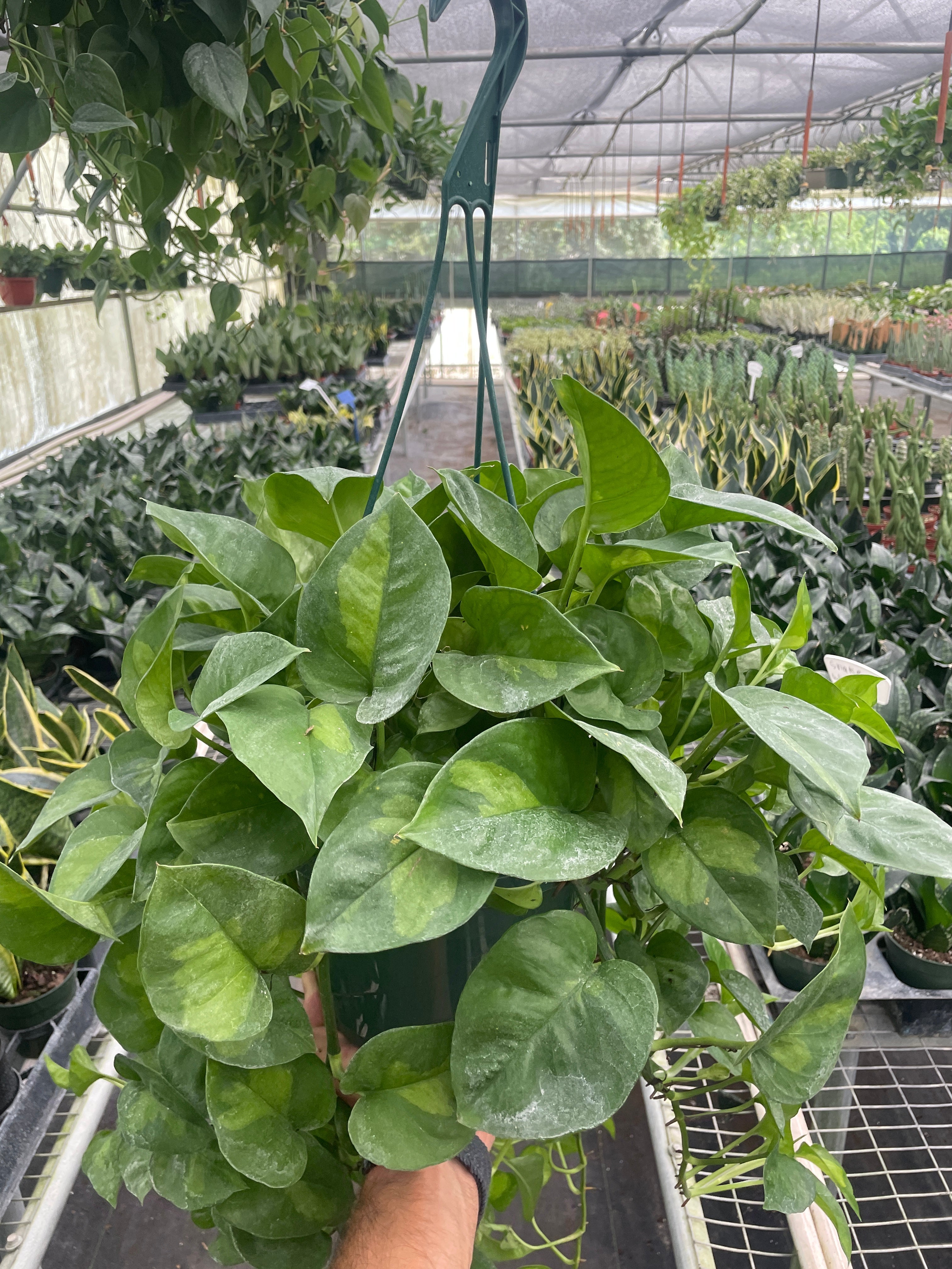 Pothos 'Global Green' - photo 5