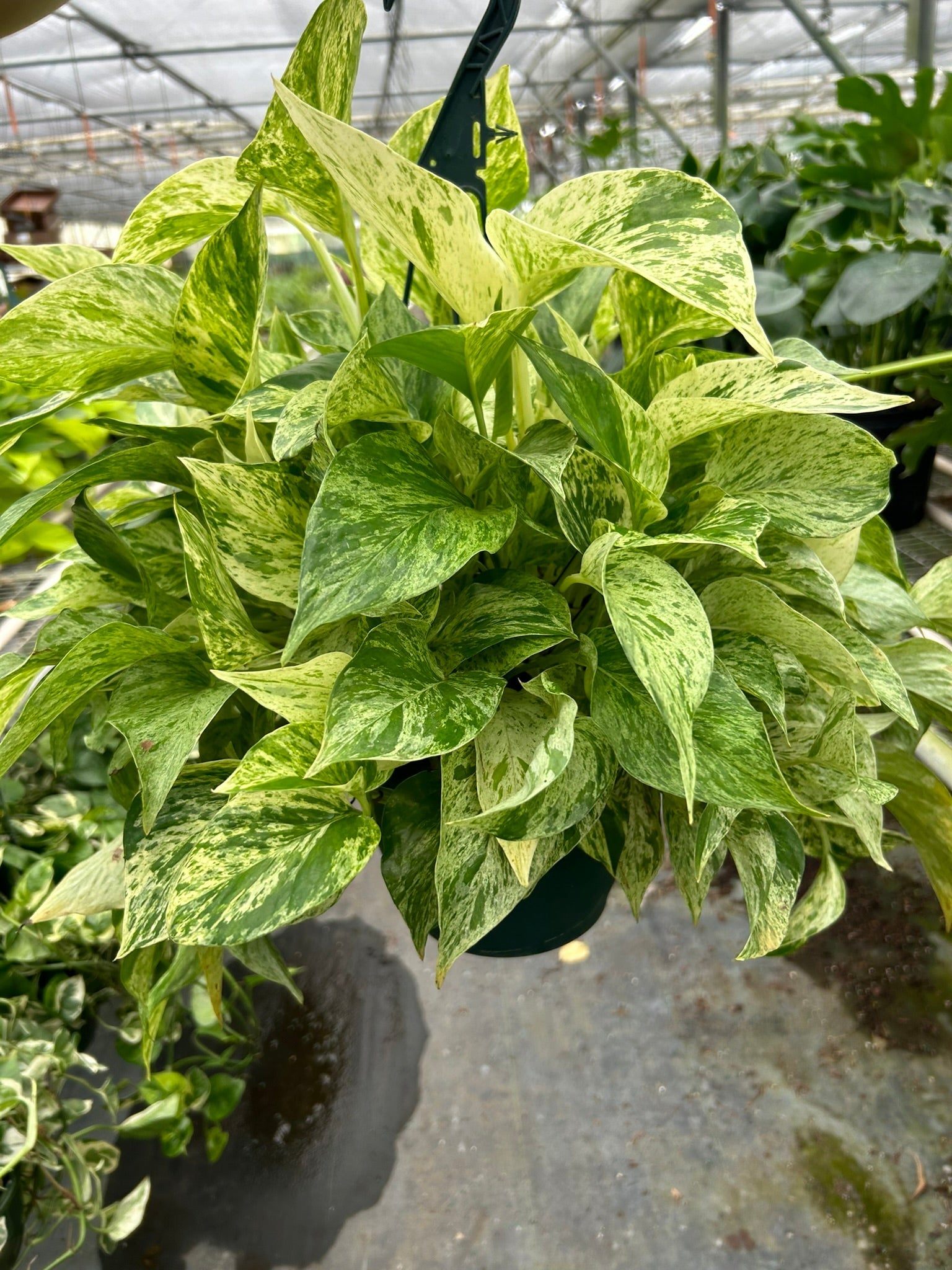 Pothos 'Marble Queen' - photo 7