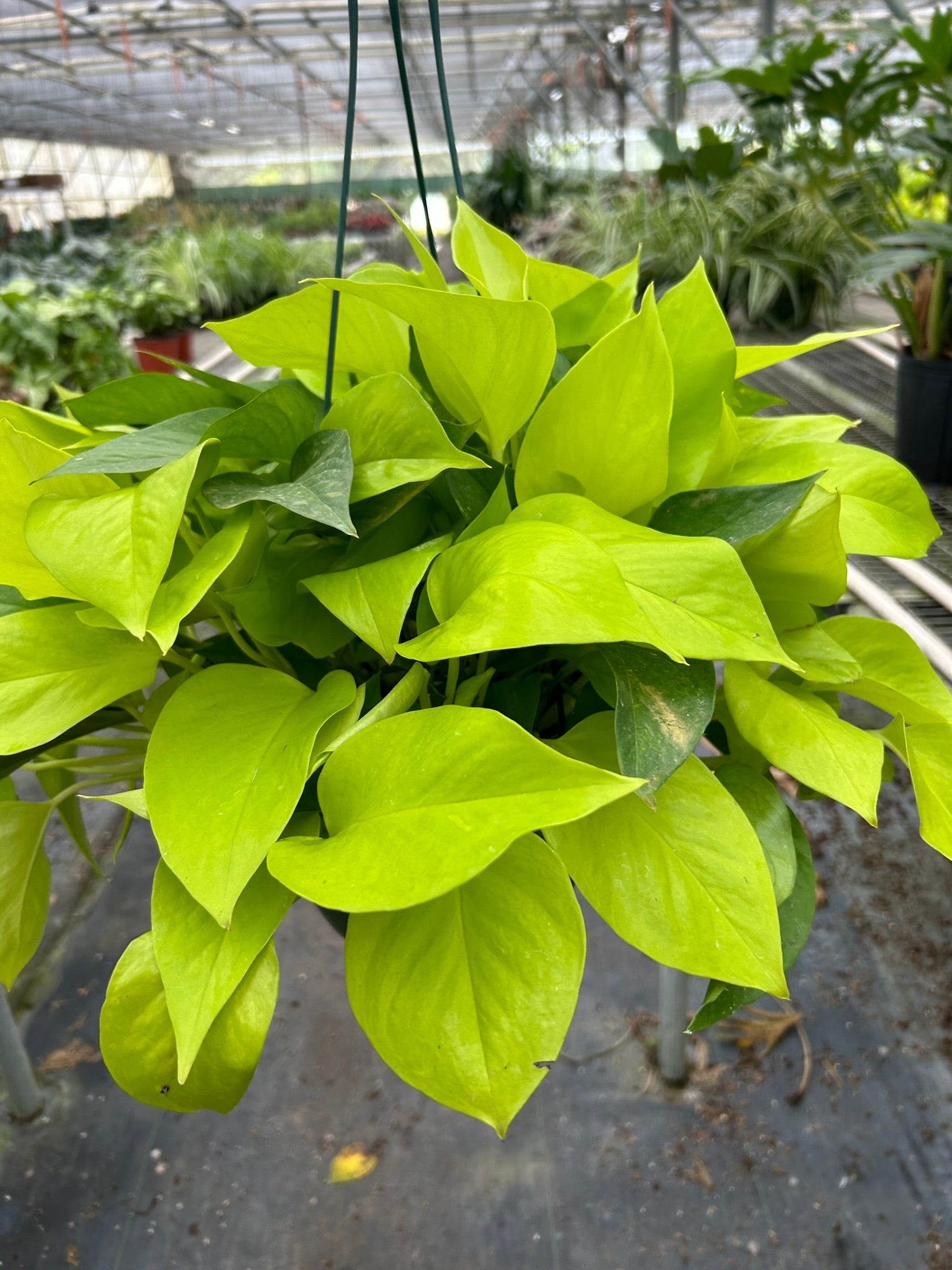 Pothos 'Neon' - photo 5