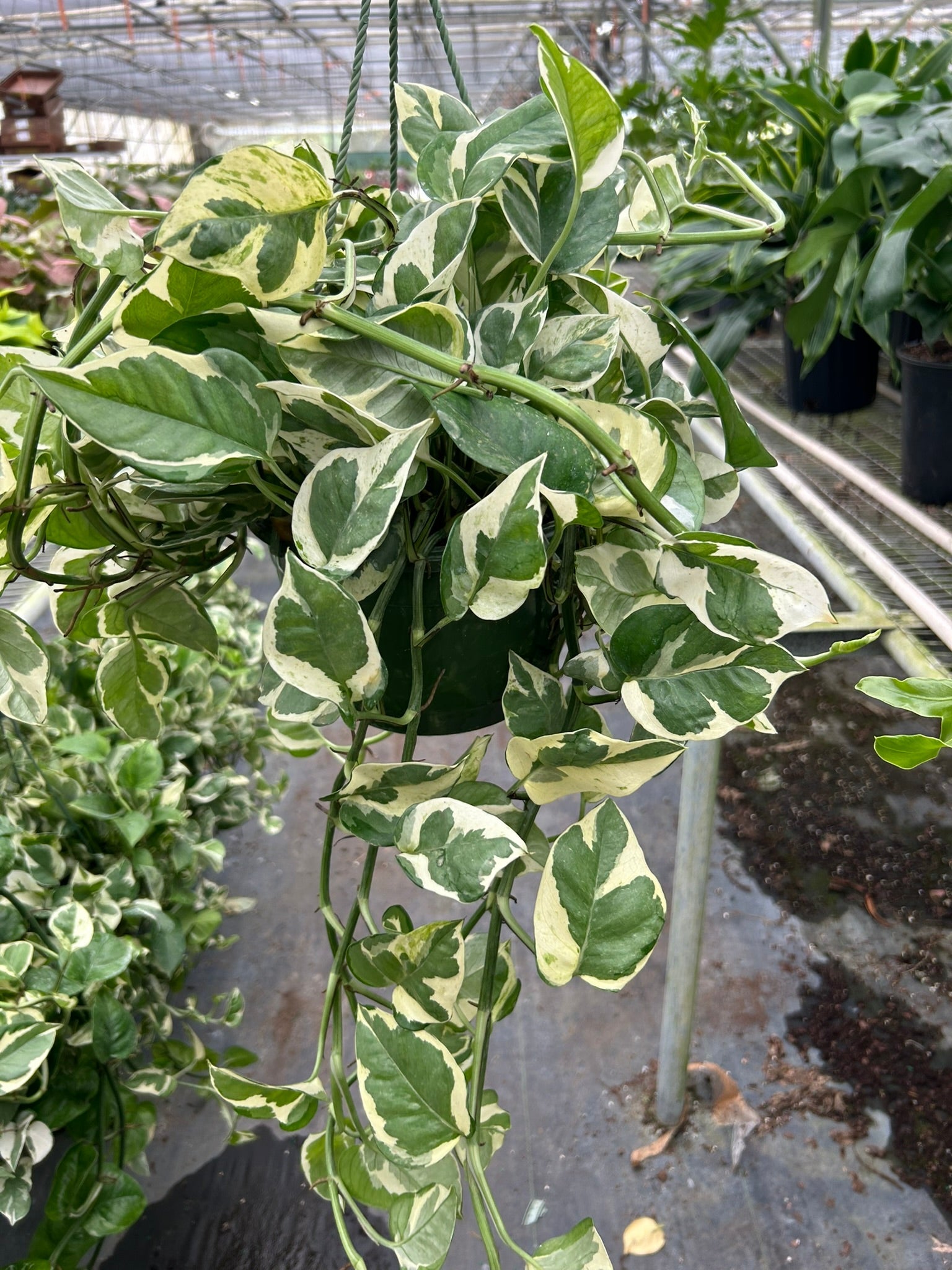 Pothos 'N'joy' - photo 7
