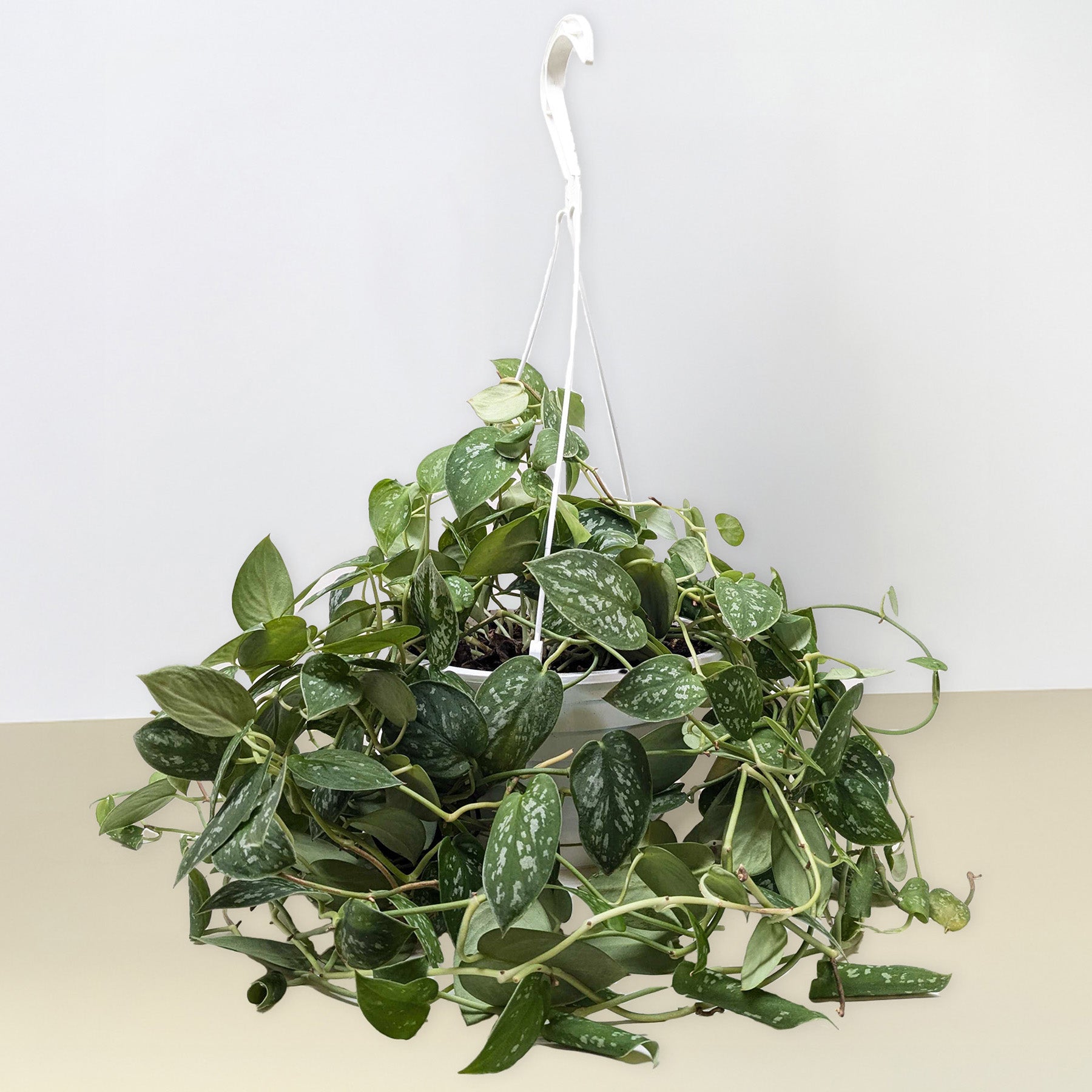 Pothos 'Satin' - photo 7