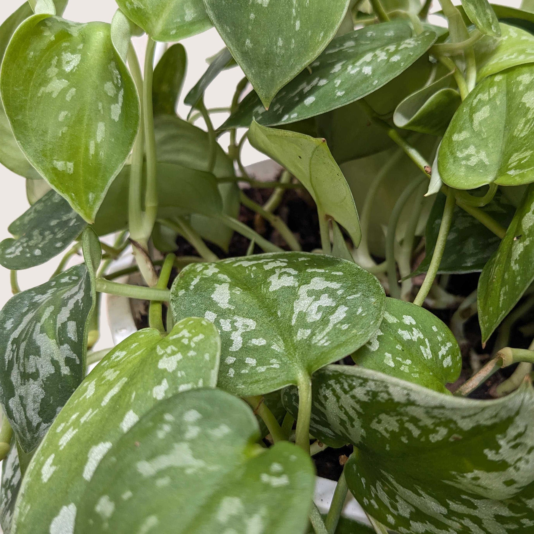 Pothos 'Satin' - photo 8