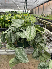 Pothos 'Silver Splash' - photo 2